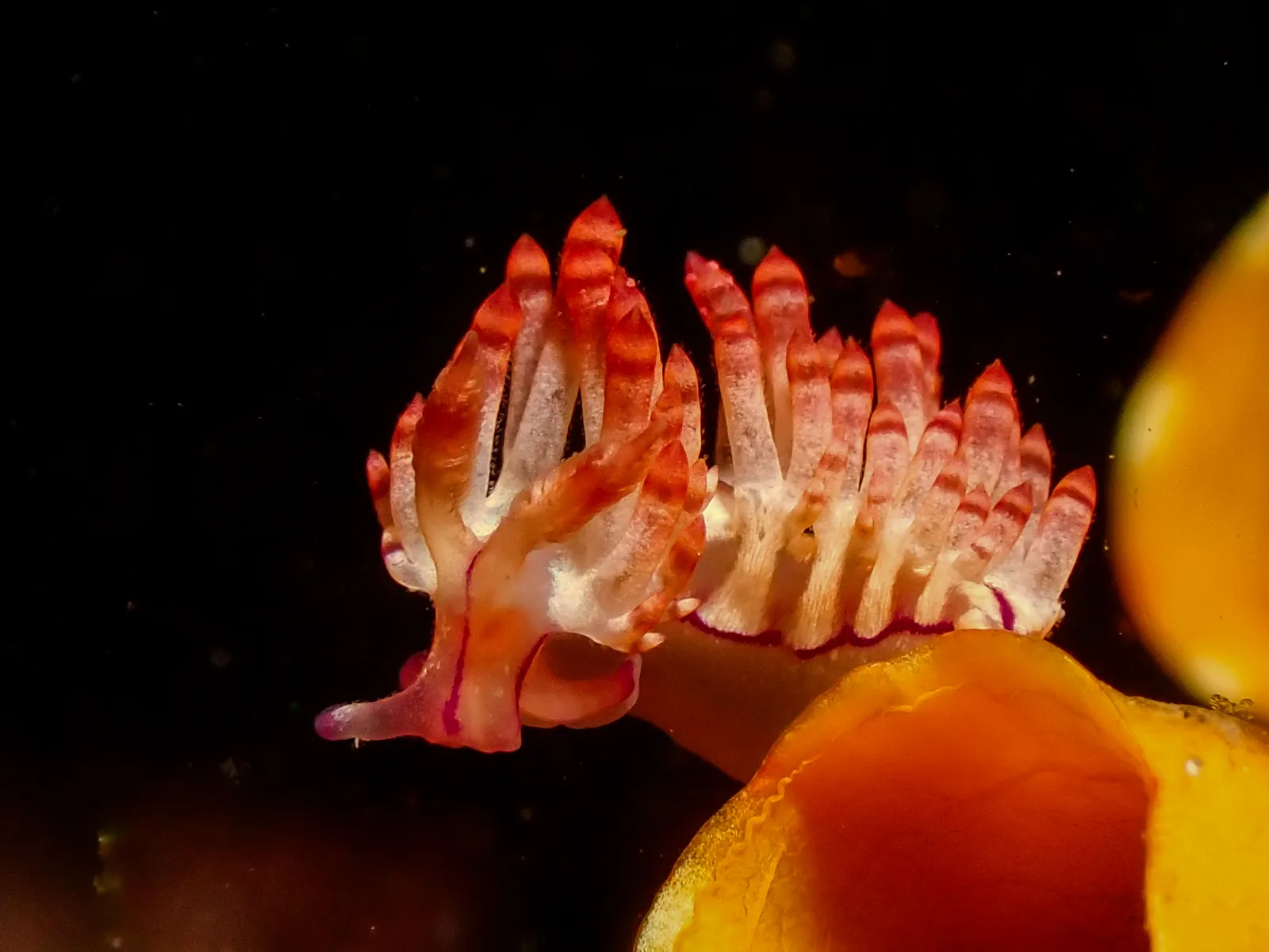 Coryphellina flamma photographed underwater in Lembeh Strait, North Sulawesi, Indonesia, August 2026.