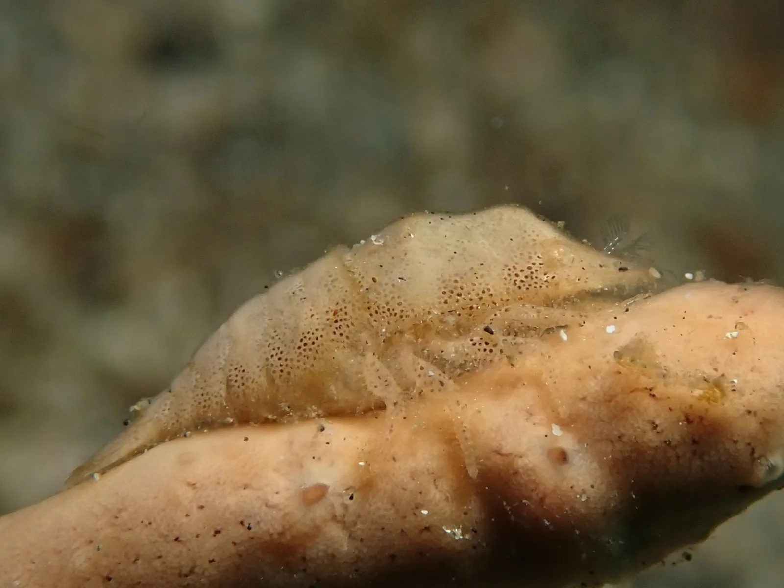 Cryptic Sponge Shrimp (Gelastocaris paronai) photographed underwater in Lembeh Strait, North Sulawesi, Indonesia, August 2026.