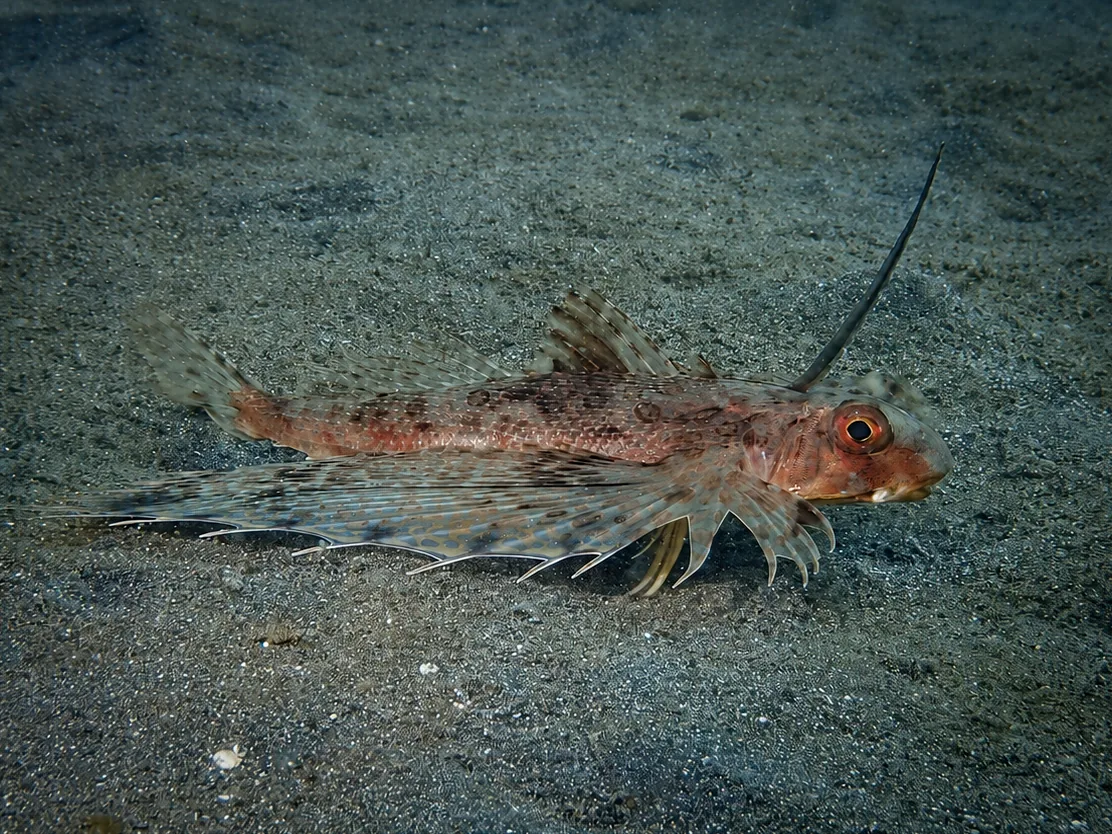 Dactyloptena photographed underwater in Lembeh Strait, North Sulawesi, Indonesia, August 2026.