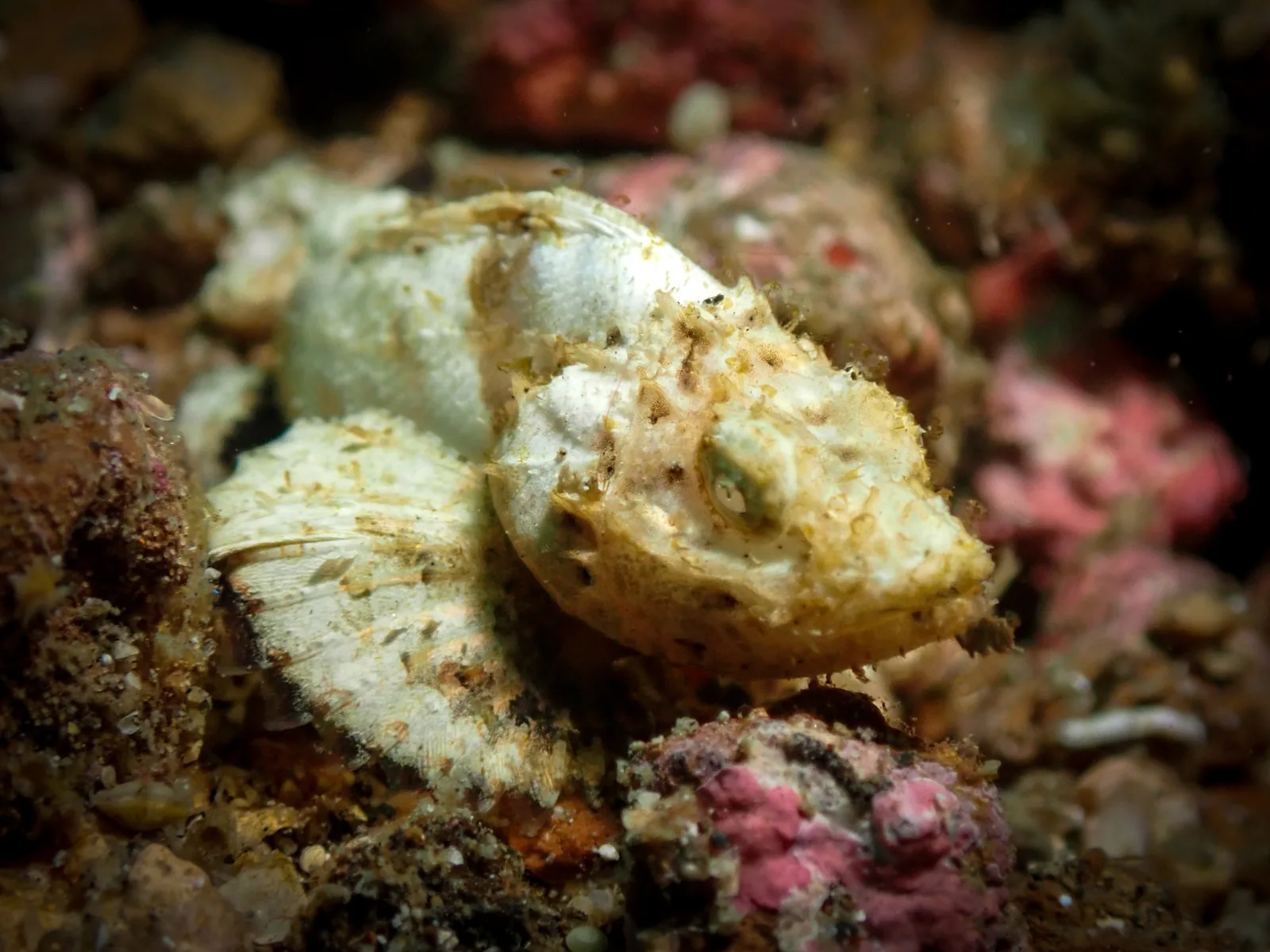 Devil Scorpionfish (Scorpaenopsis diabolus) photographed underwater in Lembeh Strait, North Sulawesi, Indonesia, August 2026.