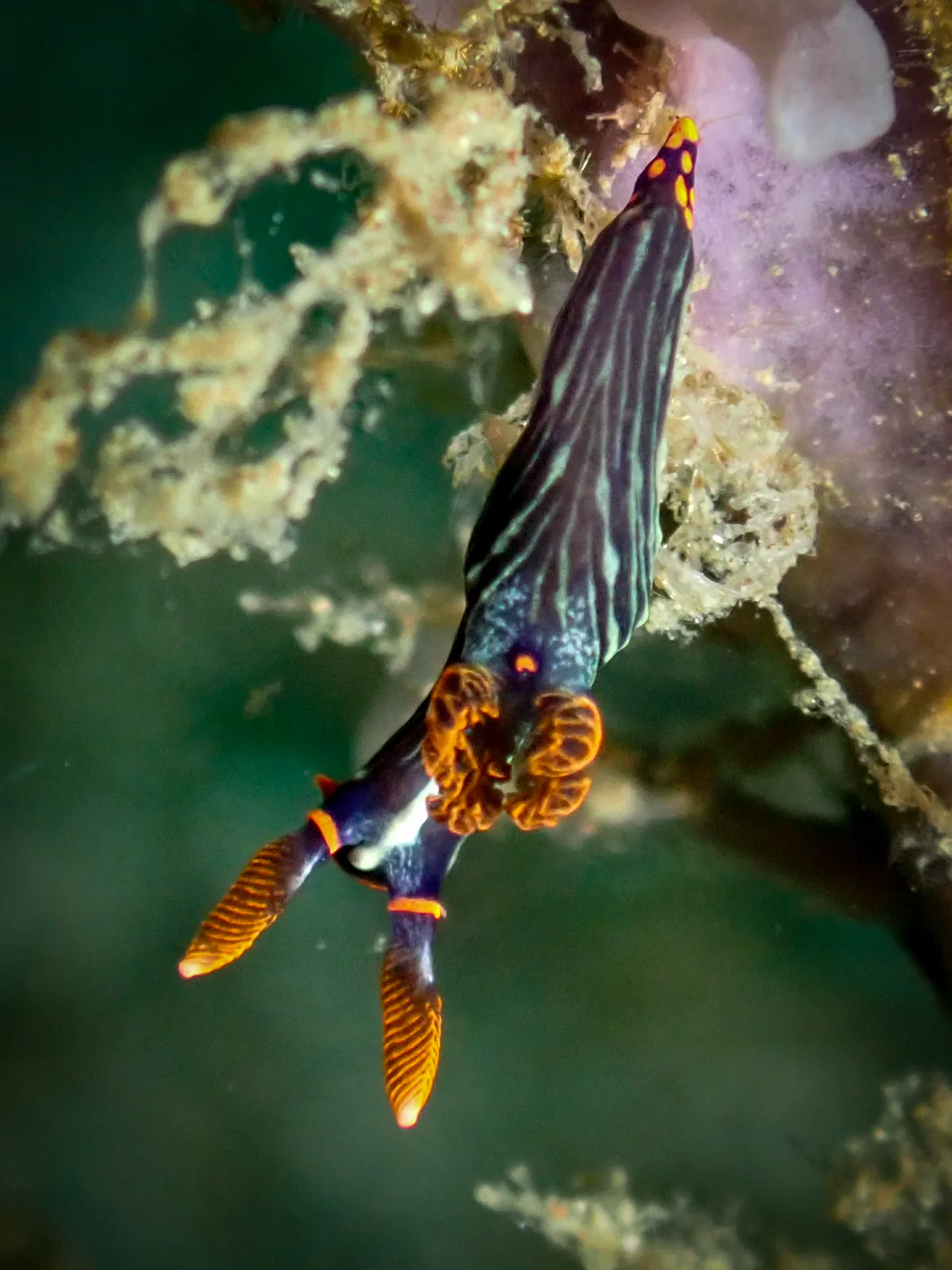 Dusky Nembrotha (Nembrotha kubaryana) photographed underwater in Lembeh Strait, North Sulawesi, Indonesia, August 2026.