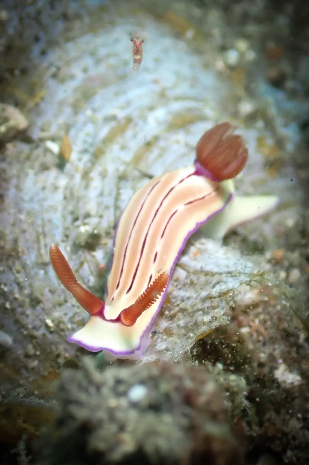 Emma's Hypselodoris (Hypselodoris emma) photographed underwater in Lembeh Strait, North Sulawesi, Indonesia, August 2026.