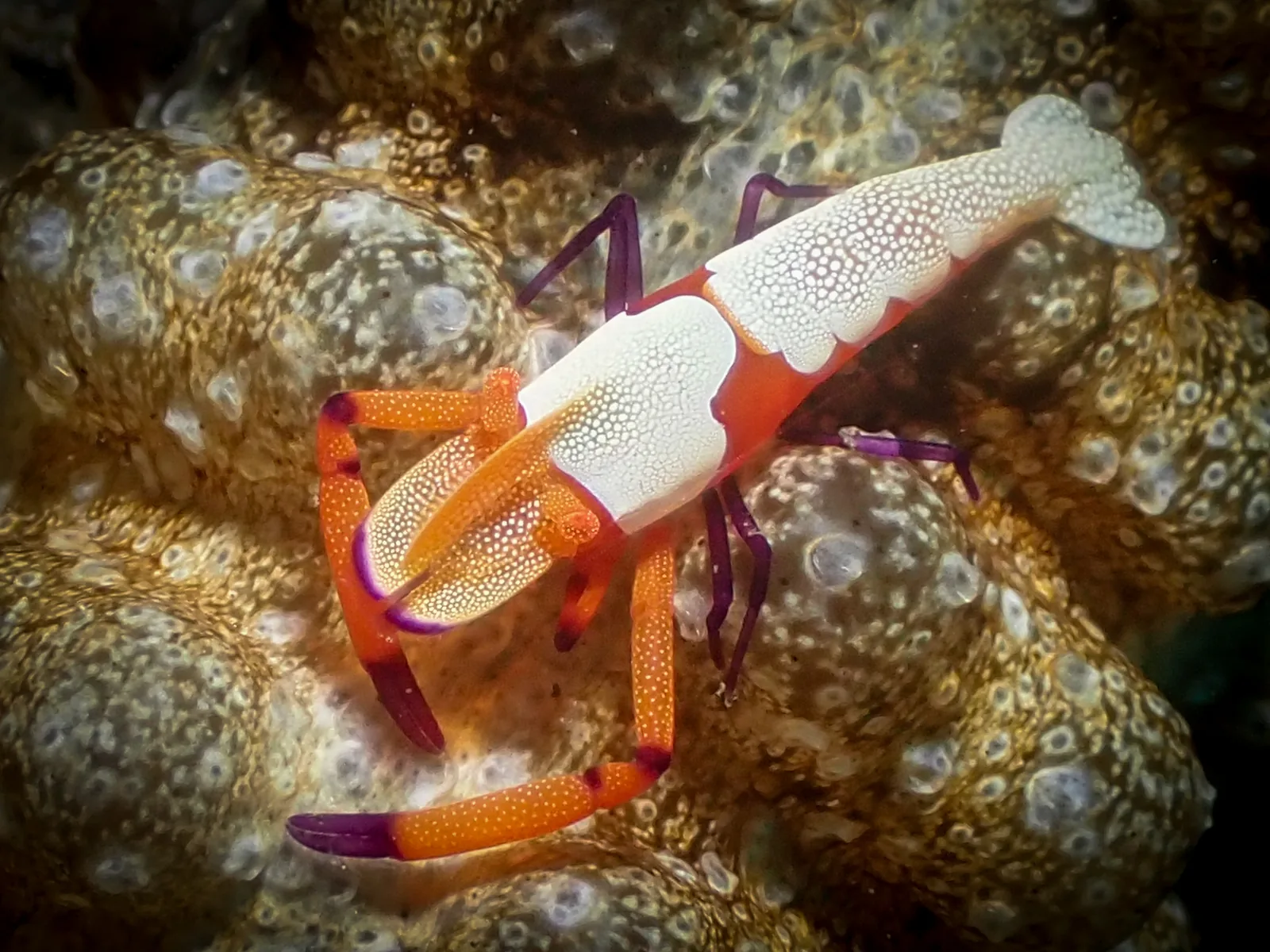 Emperor Shrimp (Zenopontonia rex) photographed underwater in Lembeh Strait, North Sulawesi, Indonesia, August 2026.