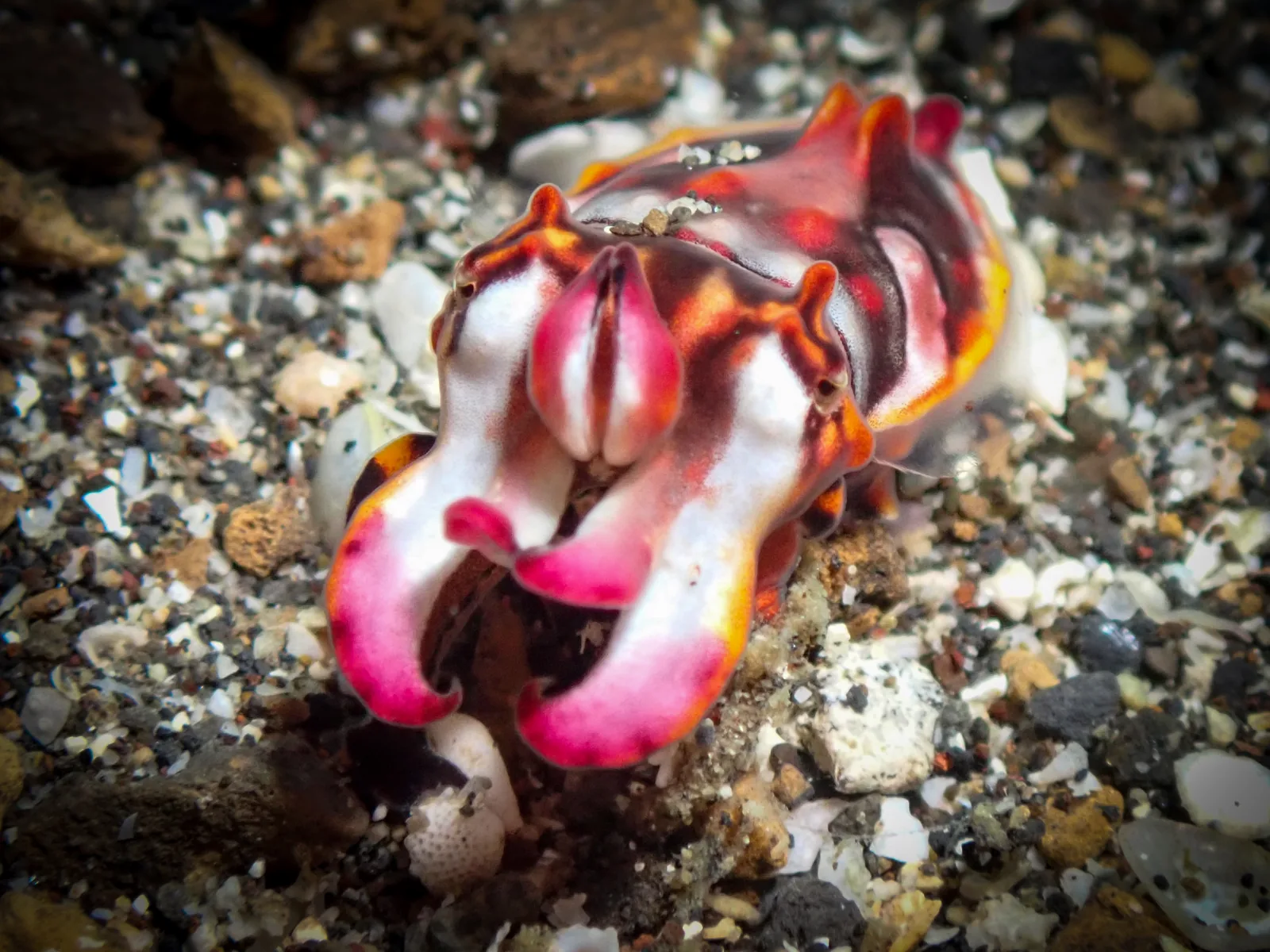 Flamboyant Cuttlefish (Ascarosepion pfefferi) photographed underwater in Lembeh Strait, North Sulawesi, Indonesia, August 2026.