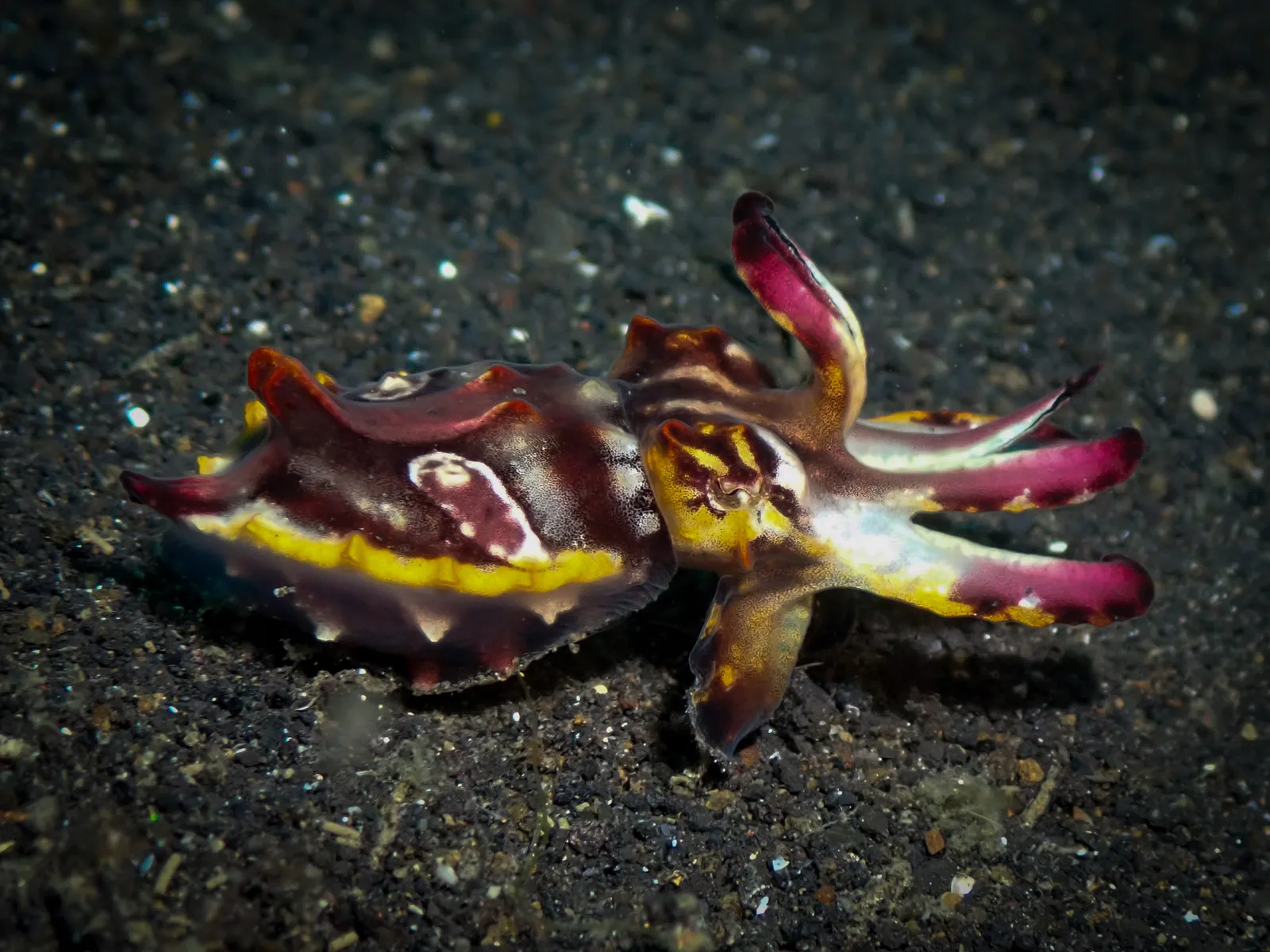 Flamboyant Cuttlefish (Ascarosepion pfefferi) photographed underwater in Lembeh Strait, North Sulawesi, Indonesia, August 2026.