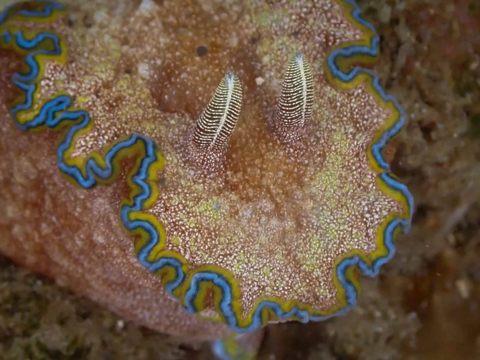 Glossodoris acosti photographed underwater in Lembeh Strait, North Sulawesi, Indonesia, August 2026.