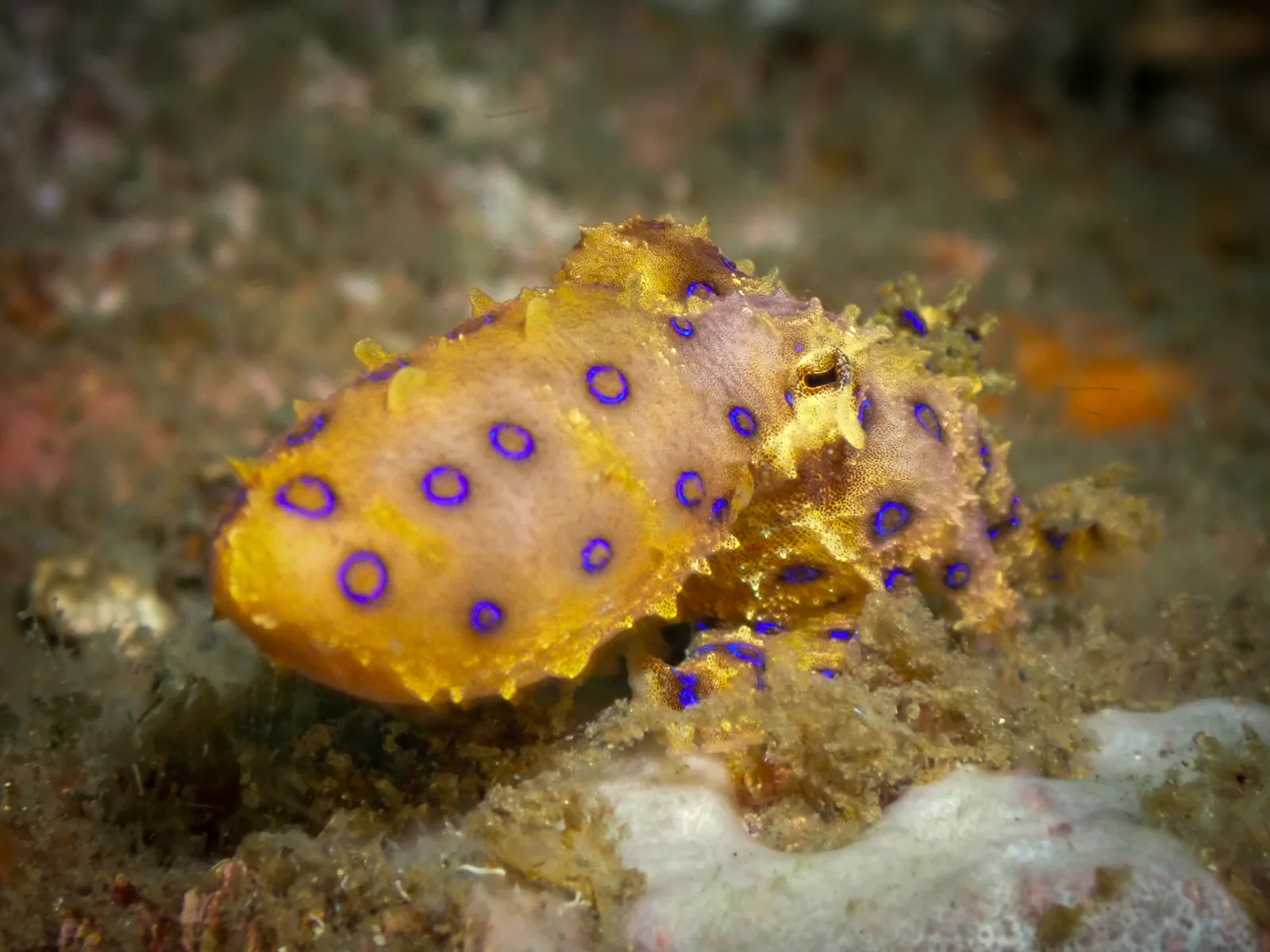 Greater Blue-ringed Octopus (Hapalochlaena lunulata) photographed underwater in Lembeh Strait, North Sulawesi, Indonesia, August 2026.