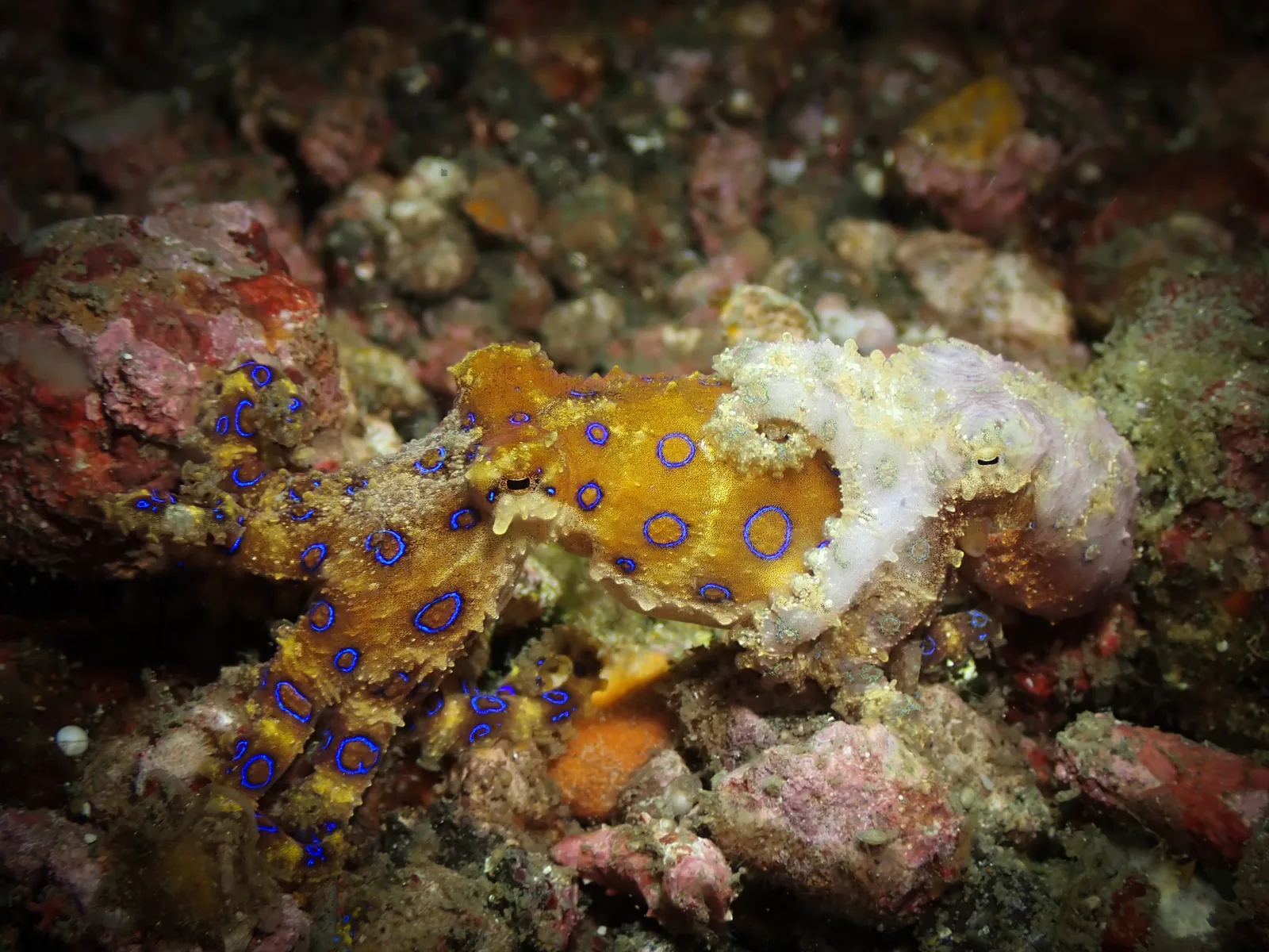 Greater Blue-ringed Octopus (Hapalochlaena lunulata) photographed underwater in Lembeh Strait, North Sulawesi, Indonesia, August 2026.