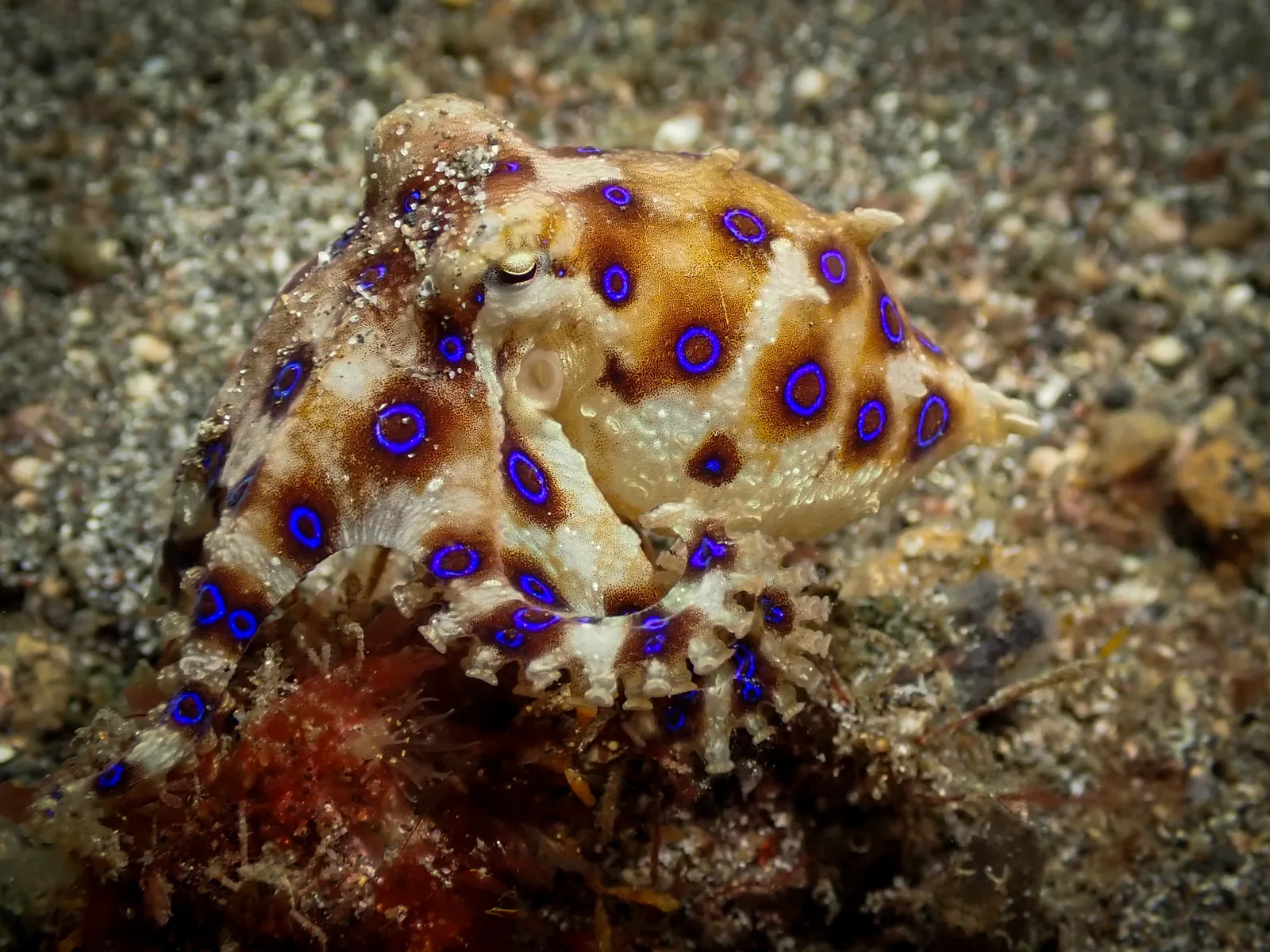 Greater Blue-ringed Octopus (Hapalochlaena lunulata) photographed underwater in Lembeh Strait, North Sulawesi, Indonesia, August 2026.