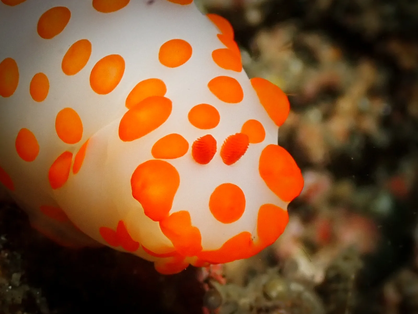 Gymnodoris impudica photographed underwater in Lembeh Strait, North Sulawesi, Indonesia, August 2026.