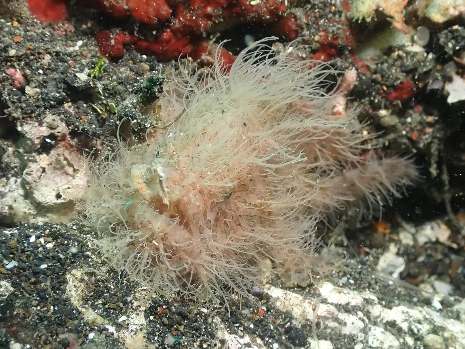 Hairy Frogfish (Antennarius striatus) photographed underwater in Lembeh Strait, North Sulawesi, Indonesia, August 2026.