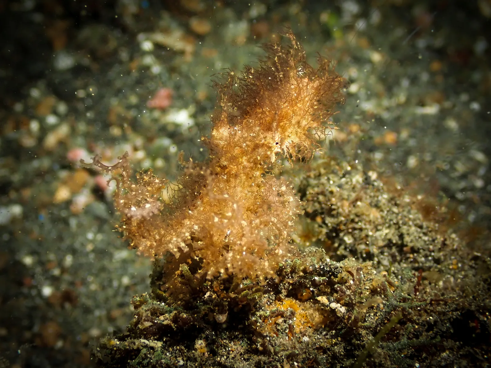 Hairy Octopus photographed underwater in Lembeh Strait, North Sulawesi, Indonesia, August 2026.