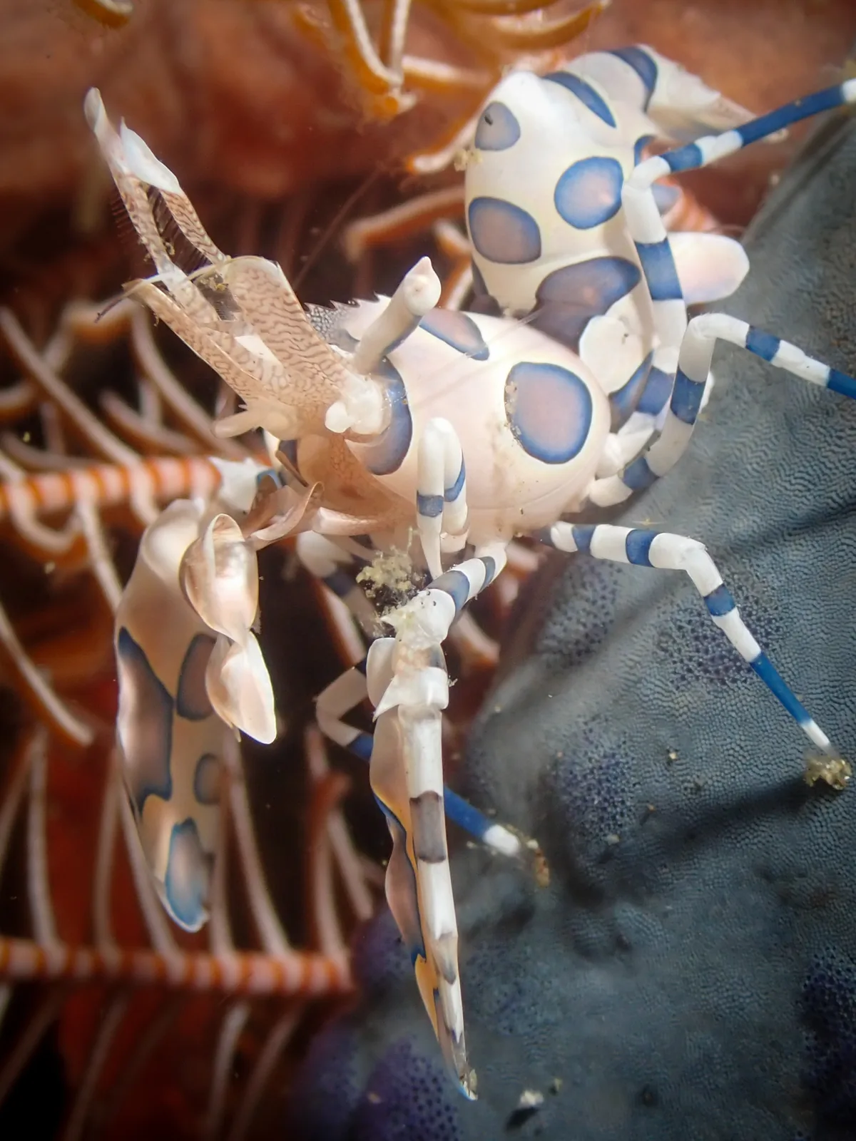 Harlequin Shrimp (Hymenocera picta) photographed underwater in Lembeh Strait, North Sulawesi, Indonesia, August 2026.