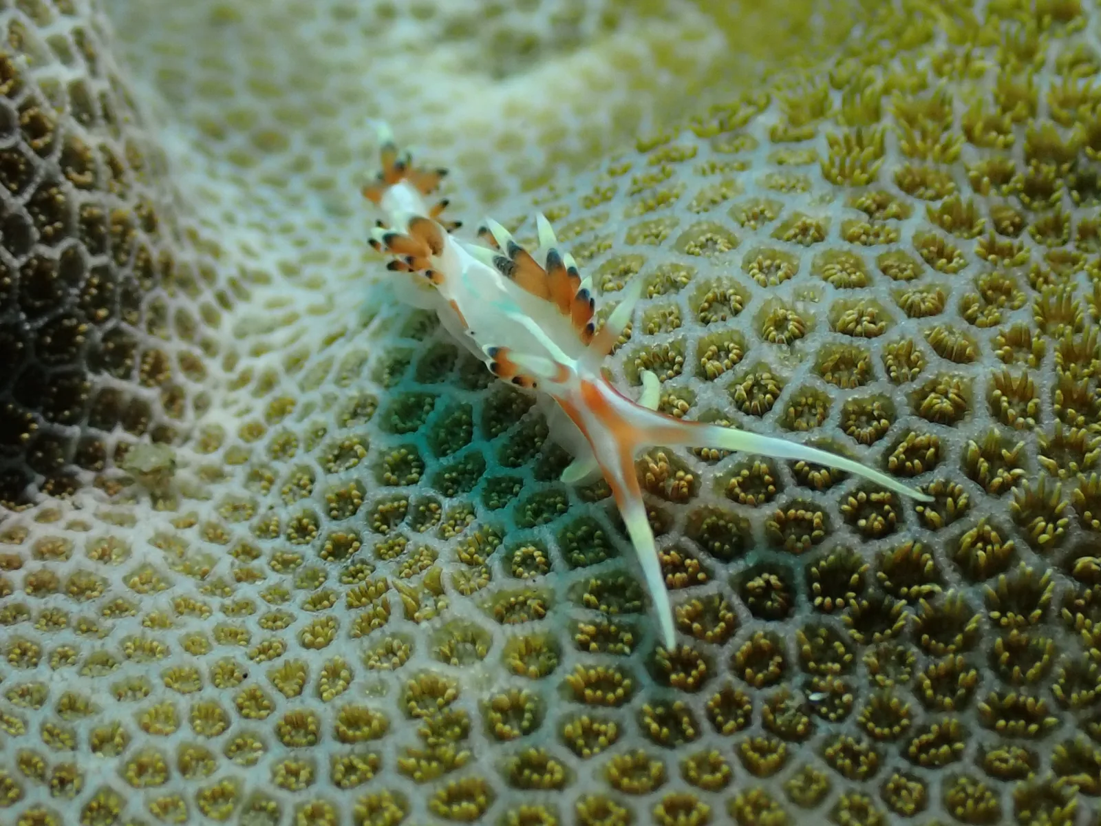 Indian Caloria (Caloria indica) photographed underwater in Lembeh Strait, North Sulawesi, Indonesia, August 2026.