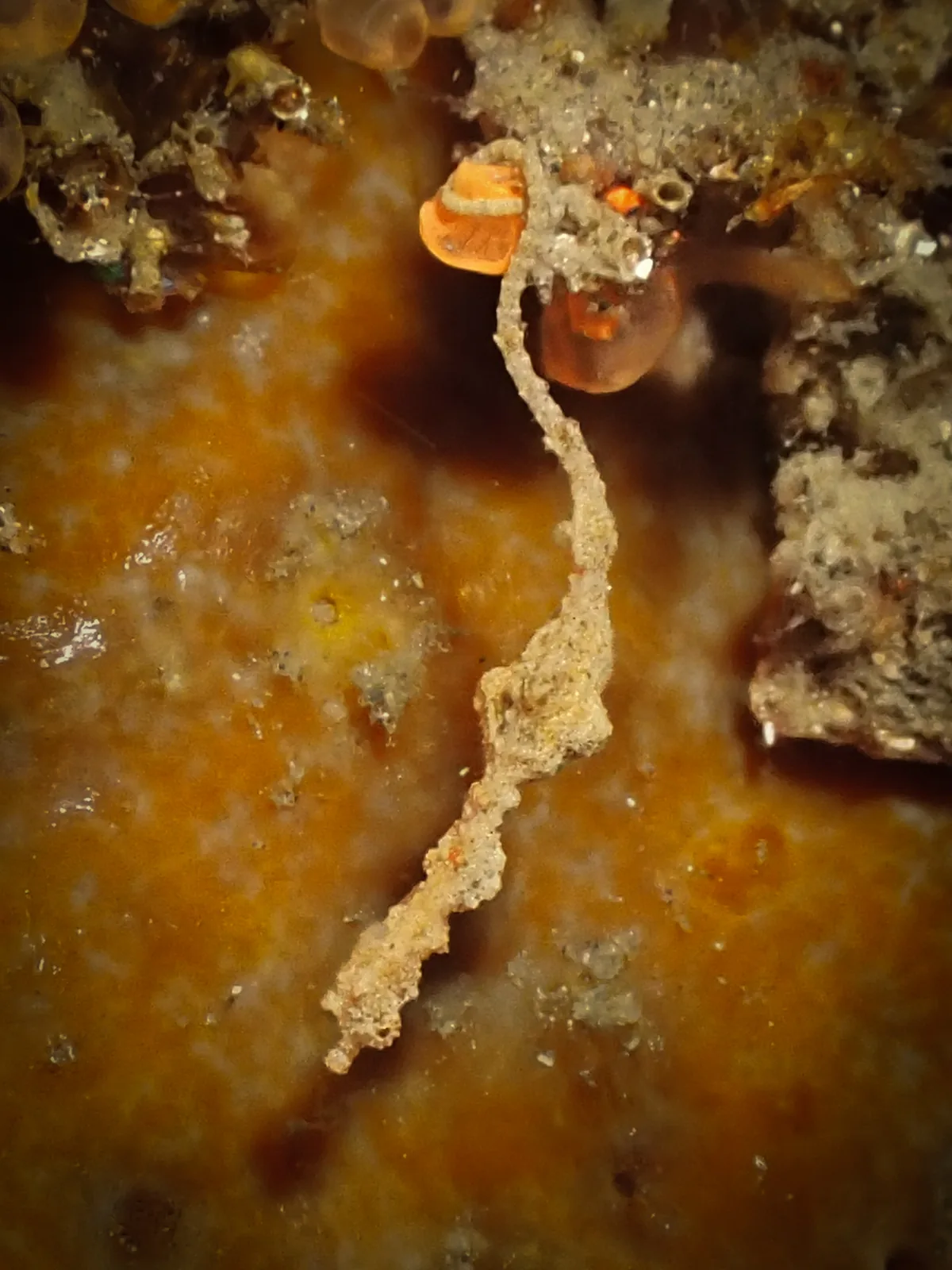Lembeh Seadragon (Kyonemichthys rumengani) photographed underwater in Lembeh Strait, North Sulawesi, Indonesia, August 2026.