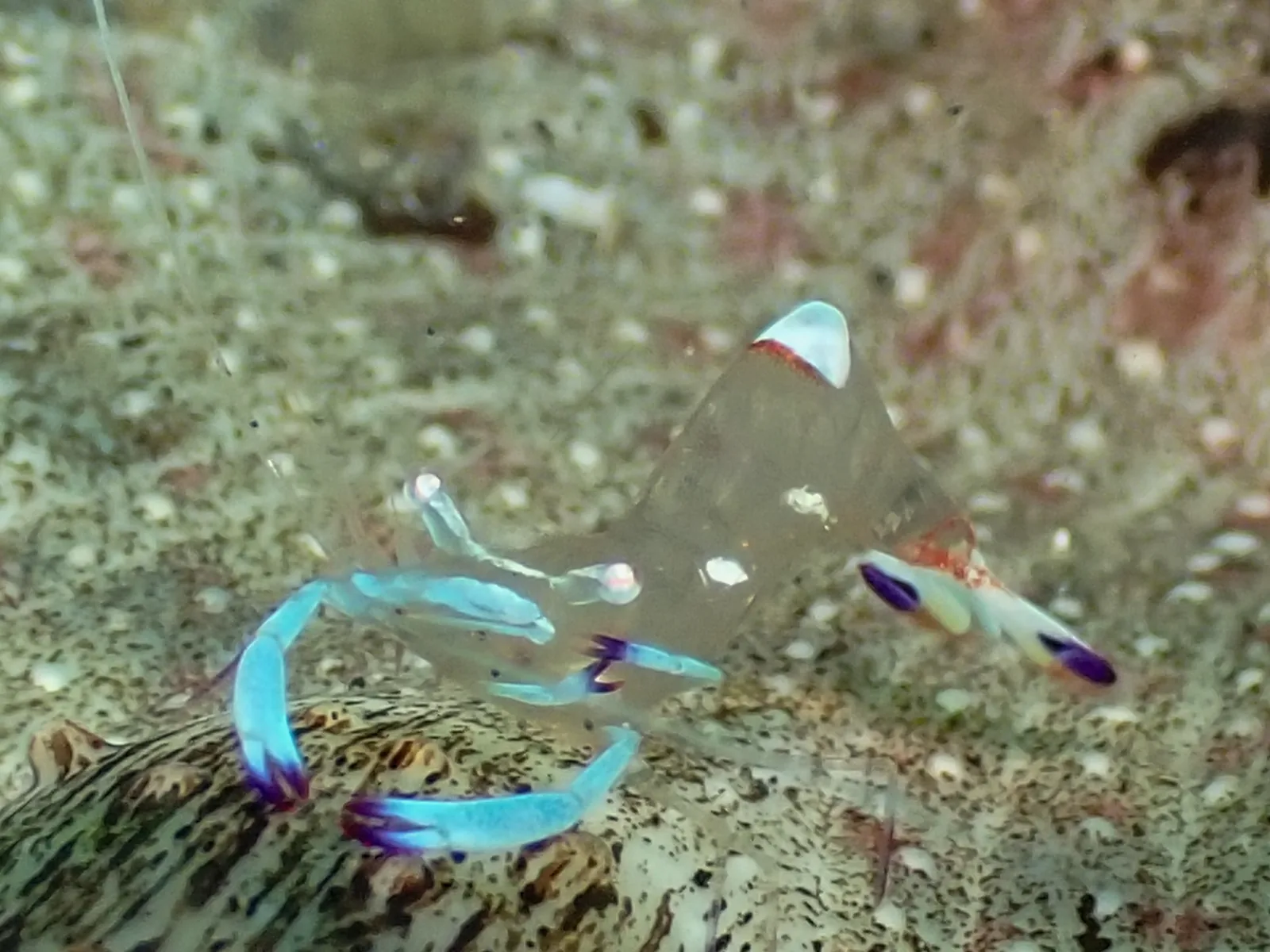 Magnificent Anemone Shrimp (Ancylomenes magnificus) photographed underwater in Lembeh Strait, North Sulawesi, Indonesia, August 2026.