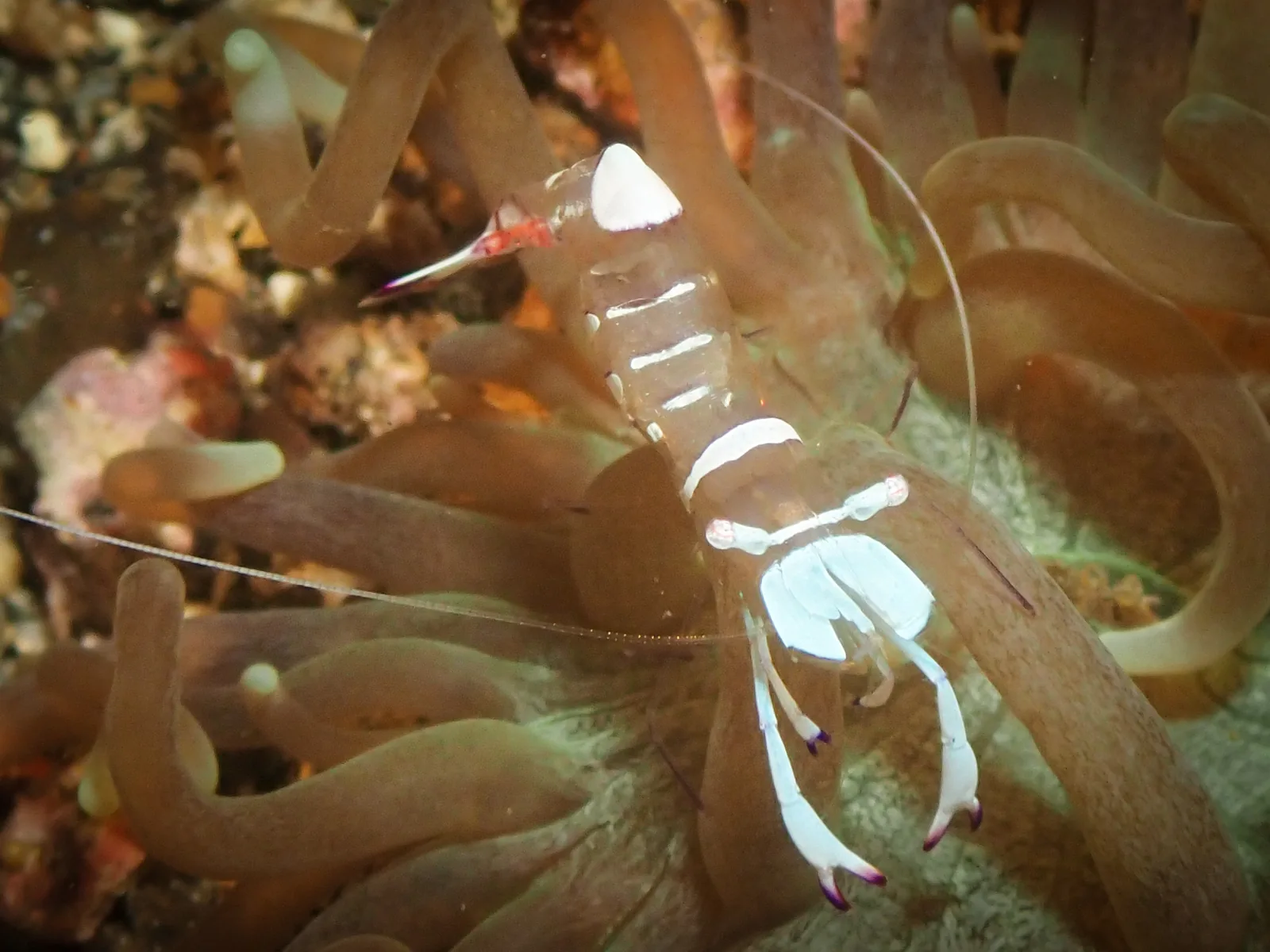 Magnificent Anemone Shrimp (Ancylomenes magnificus) photographed underwater in Lembeh Strait, North Sulawesi, Indonesia, August 2026.