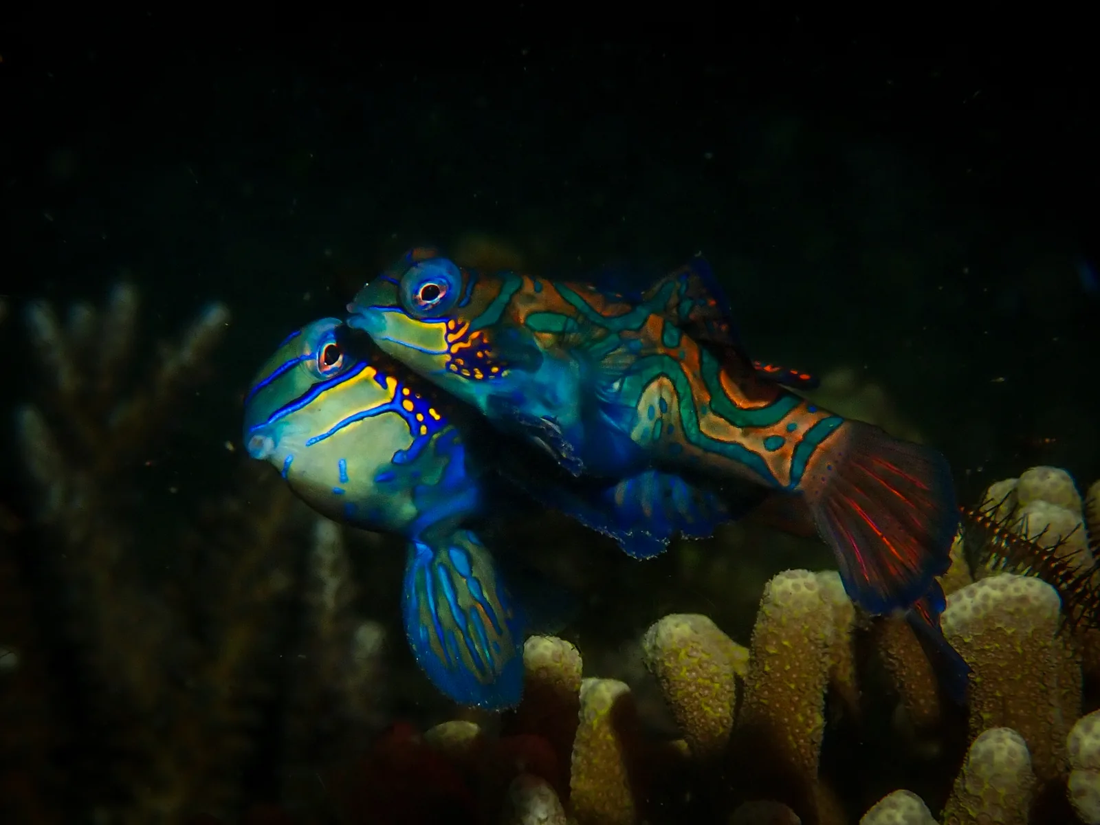 Mandarinfish (Synchiropus splendidus) photographed underwater in Lembeh Strait, North Sulawesi, Indonesia, August 2026.