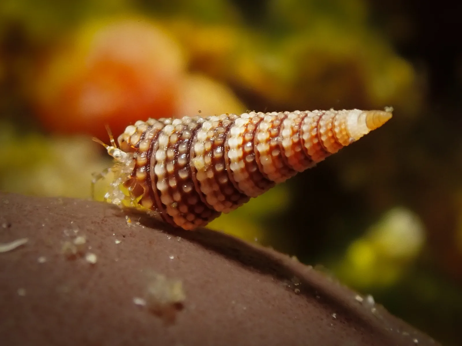 Mastonia photographed underwater in Lembeh Strait, North Sulawesi, Indonesia, August 2026.
