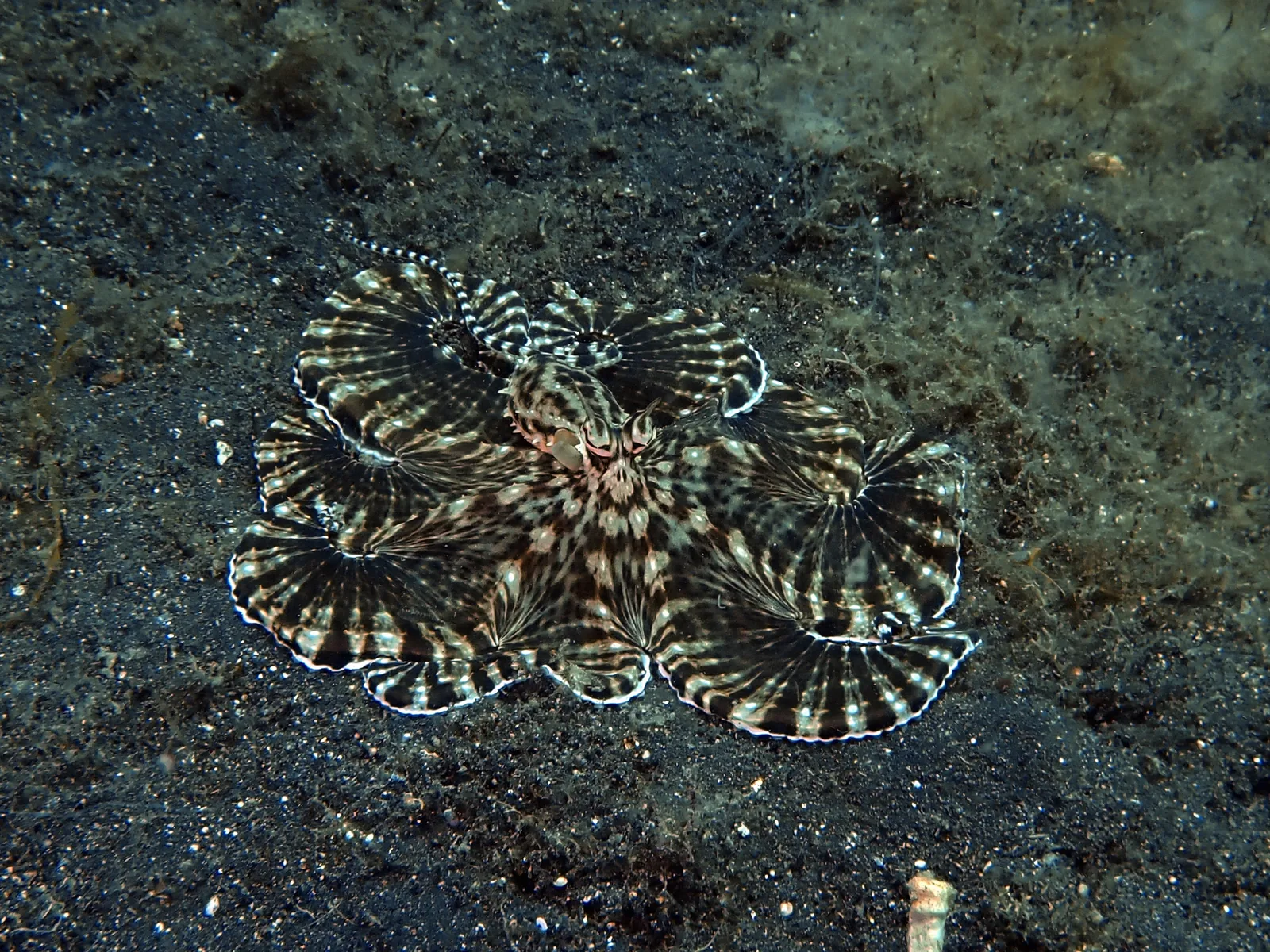 Mimic Octopus (Thaumoctopus mimicus) photographed underwater in Lembeh Strait, North Sulawesi, Indonesia, August 2026.