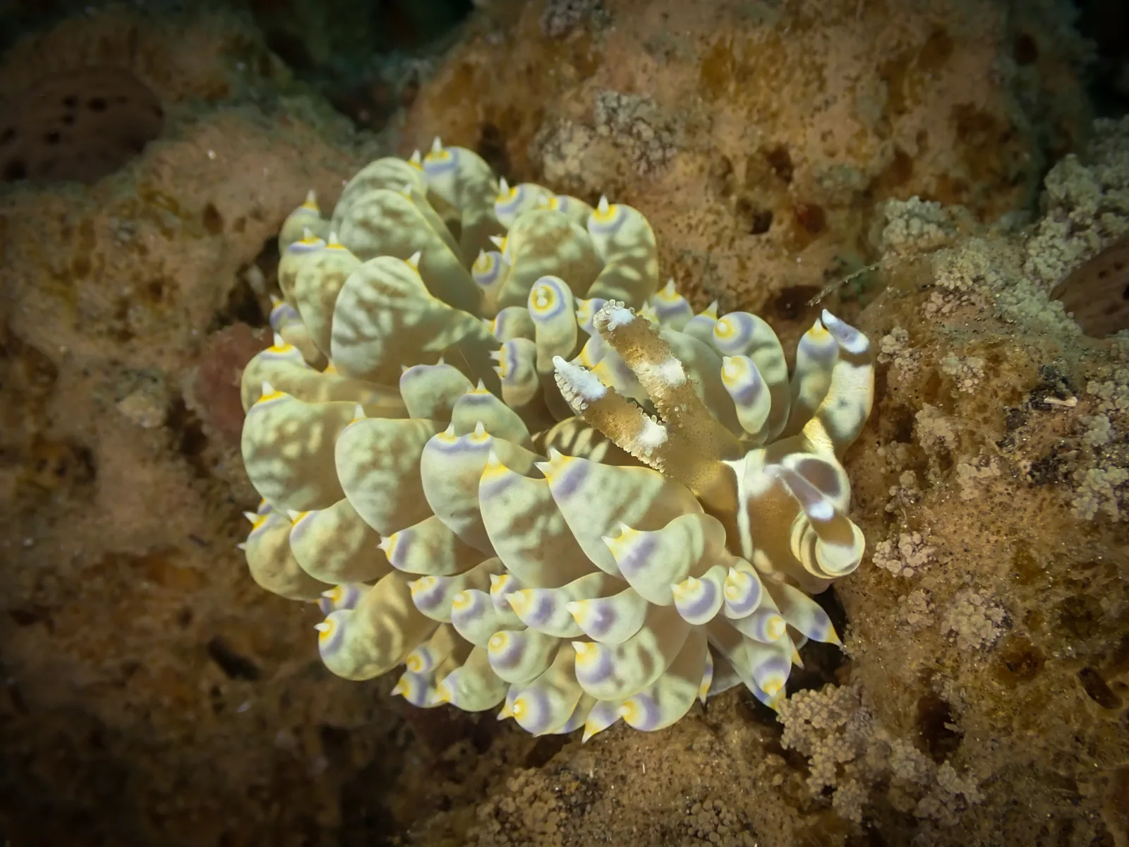 Moebius' Big Aeolid (Baeolidia moebii) photographed underwater in Lembeh Strait, North Sulawesi, Indonesia, August 2026.
