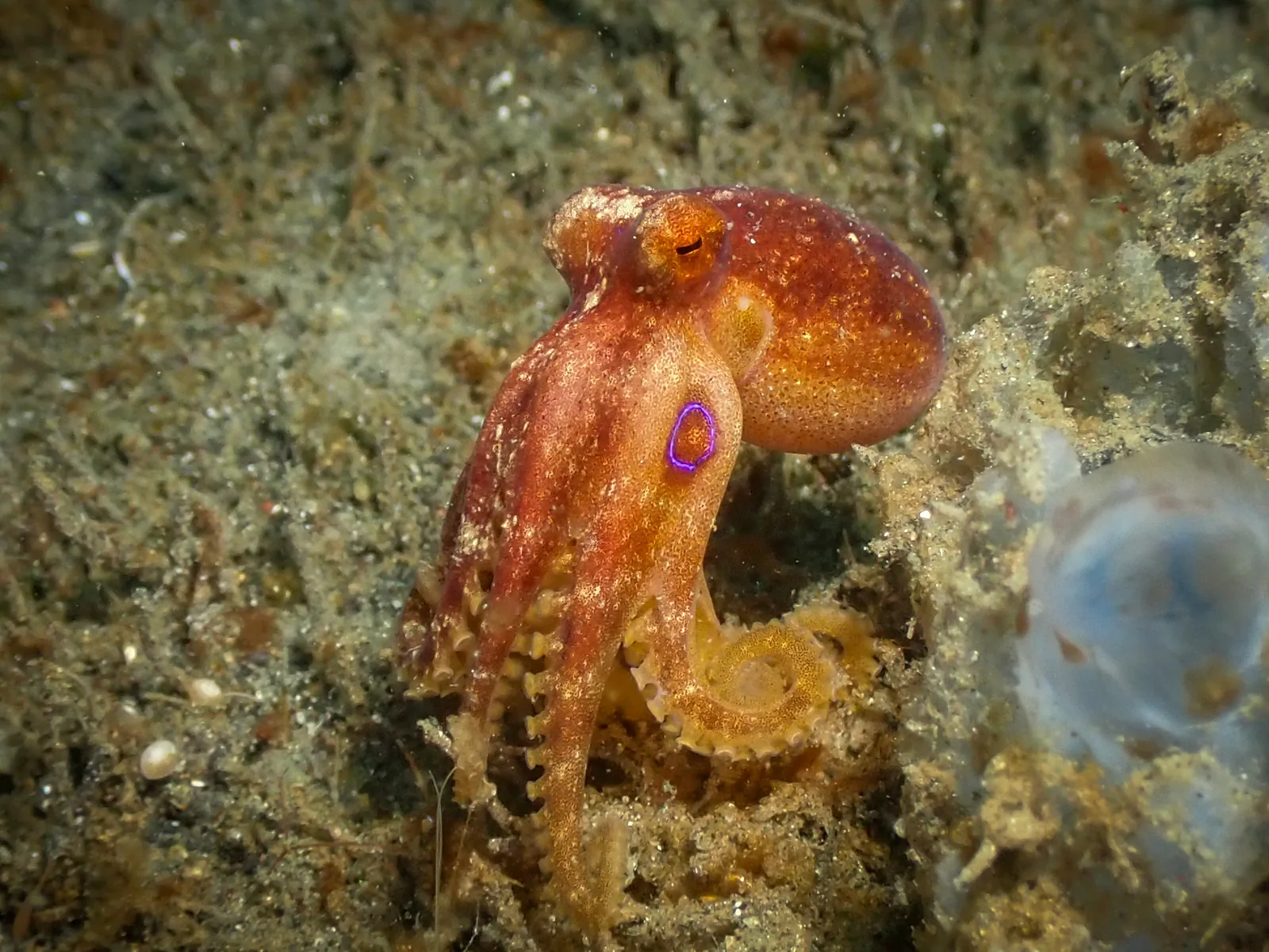 Mototi octopus (Amphioctopus siamensis) photographed underwater in Lembeh Strait, North Sulawesi, Indonesia, August 2026.