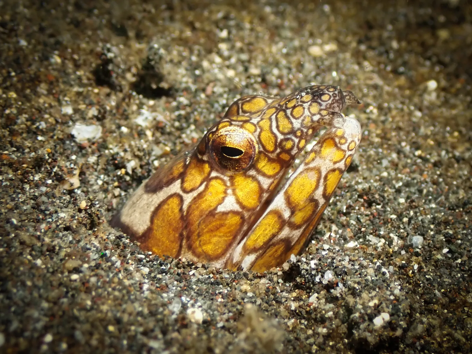 Napoleon Snake Eel (Ophichthus bonaparti) photographed underwater in Lembeh Strait, North Sulawesi, Indonesia, August 2026.