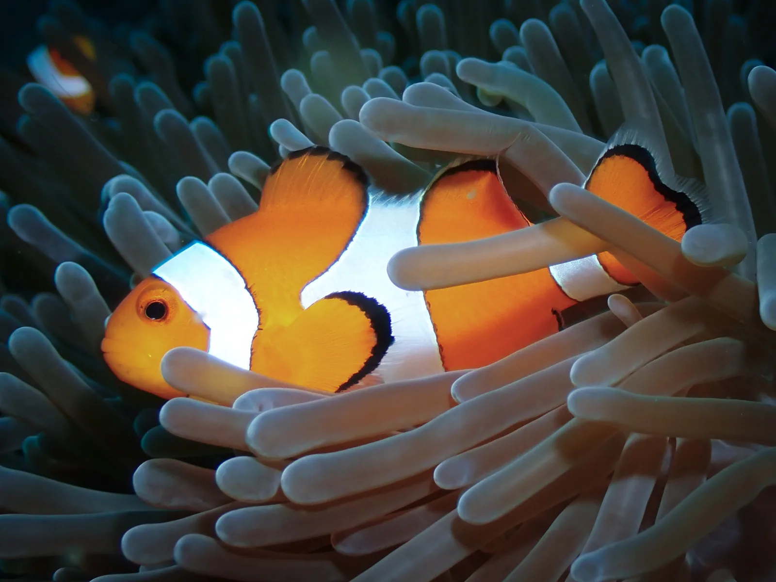 Ocellaris Anemonefish (Amphiprion ocellaris) photographed underwater in Lembeh Strait, North Sulawesi, Indonesia, August 2026.