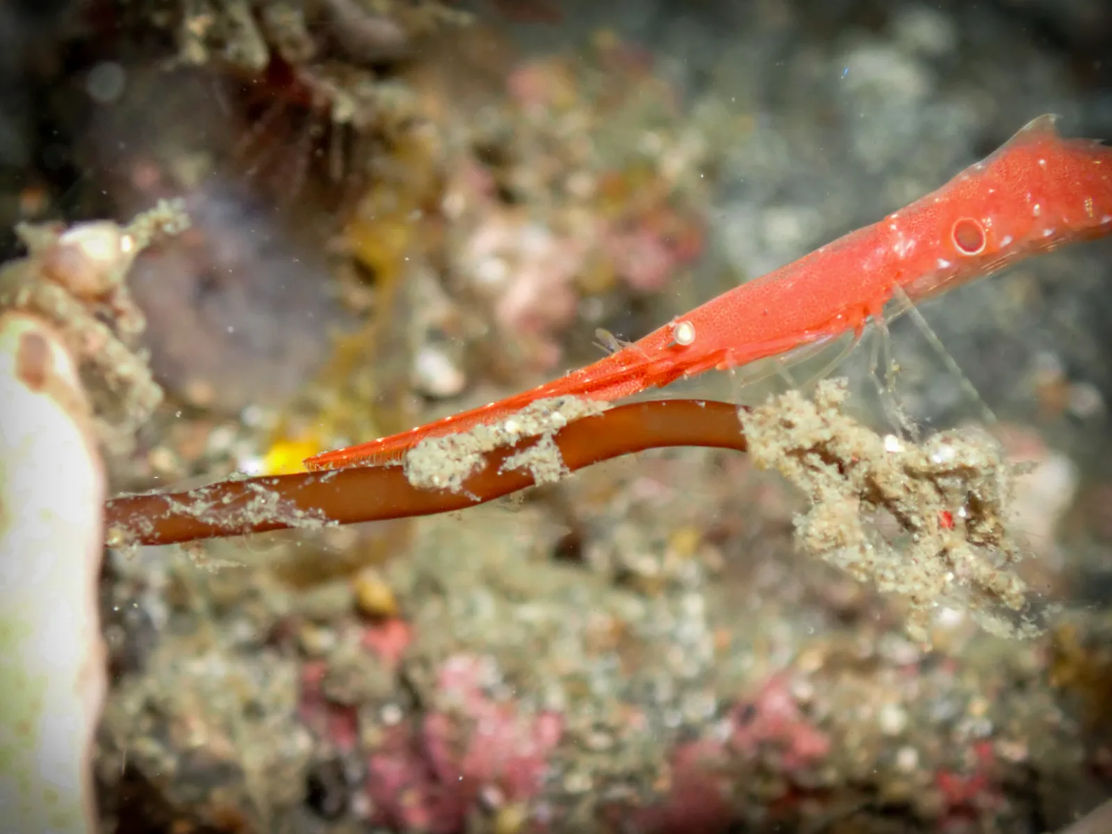 Ocellated Tozeuma Shrimp (Tozeuma lanceolatum) photographed underwater in Lembeh Strait, North Sulawesi, Indonesia, August 2026.