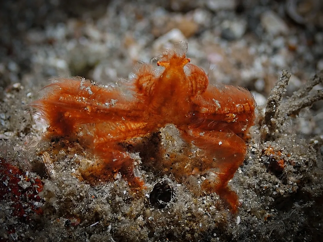 Orangutan Crab (Achaeus japonicus) photographed underwater in Lembeh Strait, North Sulawesi, Indonesia, August 2026.