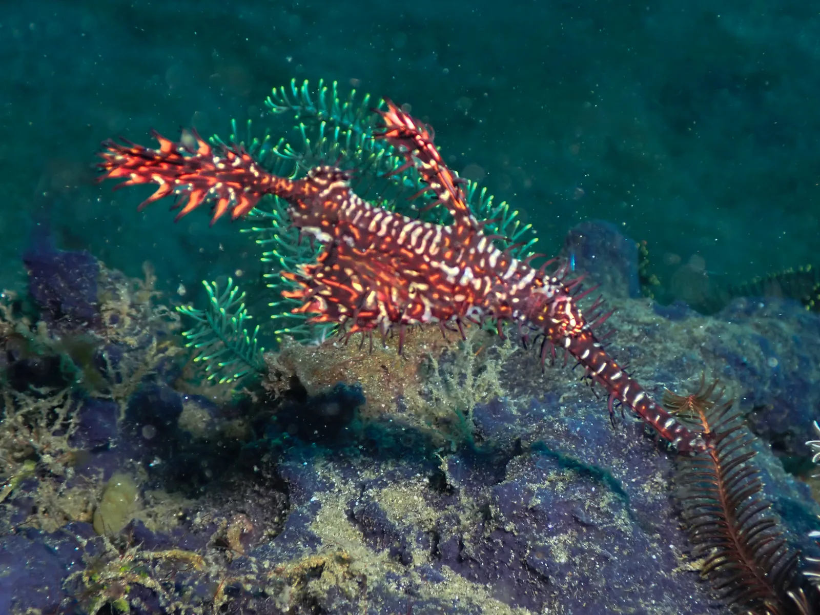 Ornate Ghostpipefish (Solenostomus paradoxus) photographed underwater in Lembeh Strait, North Sulawesi, Indonesia, August 2026.