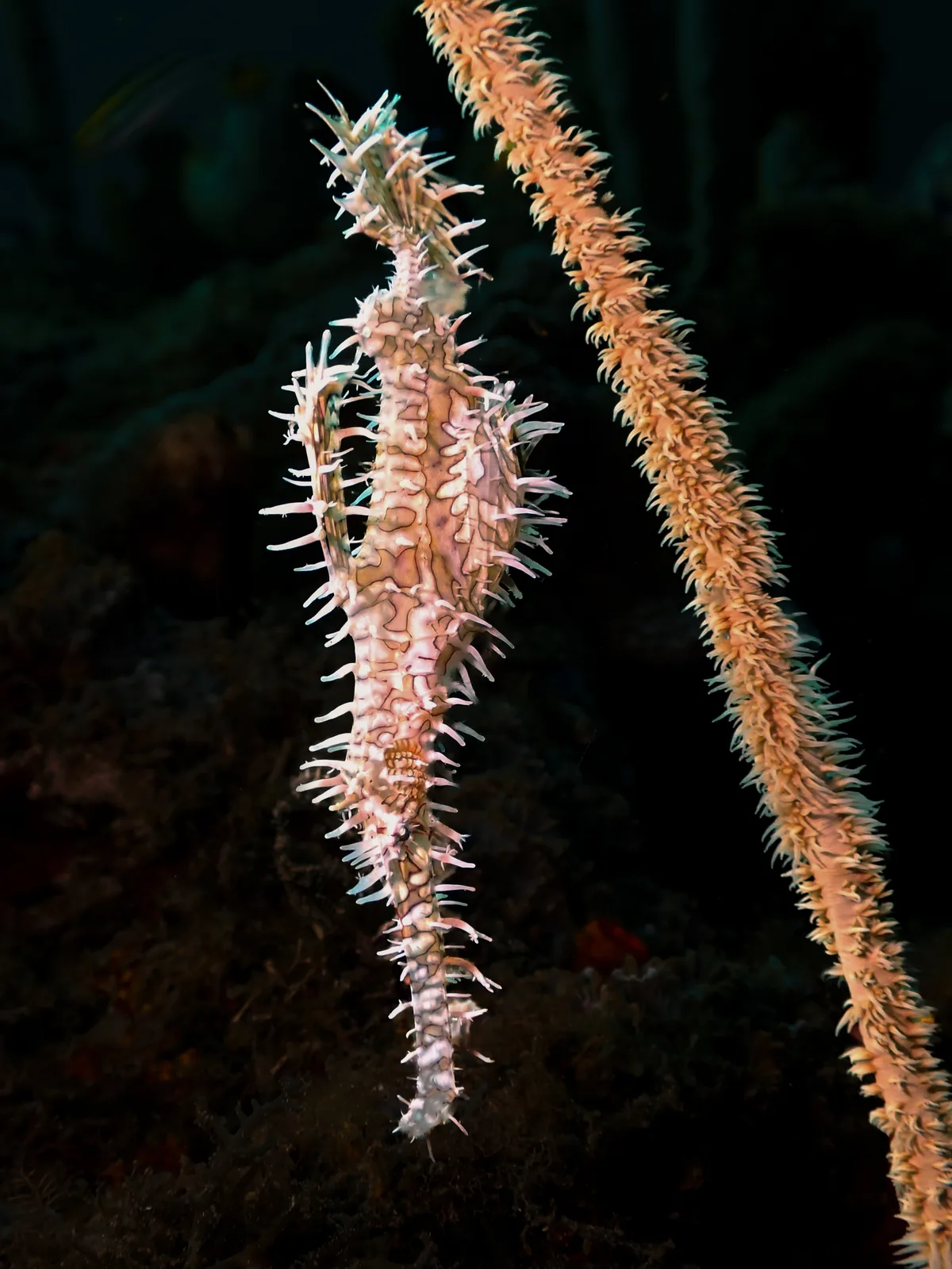 Ornate Ghostpipefish (Solenostomus paradoxus) photographed underwater in Lembeh Strait, North Sulawesi, Indonesia, August 2026.