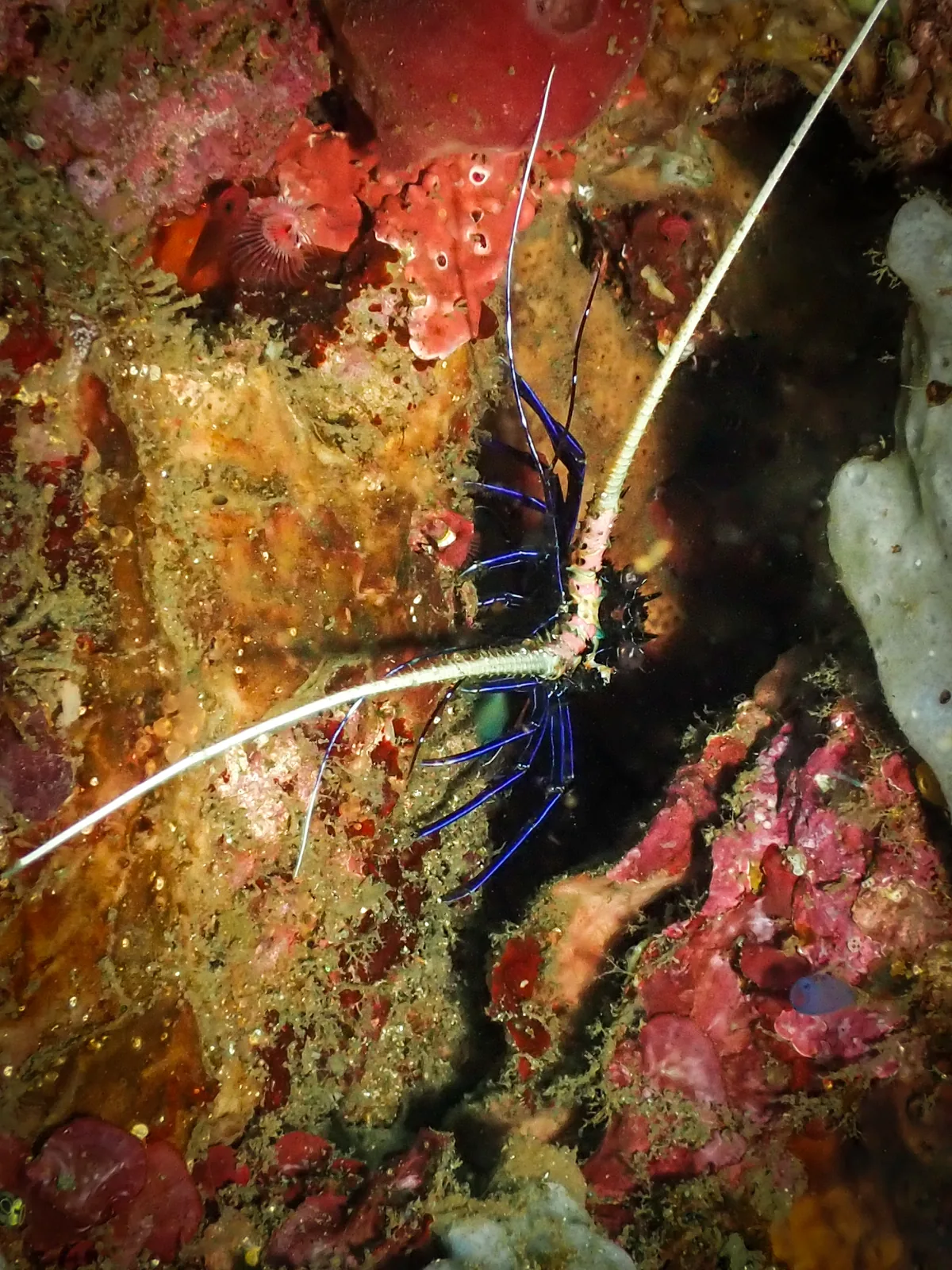 Painted Spiny Lobster (Panulirus versicolor) photographed underwater in Lembeh Strait, North Sulawesi, Indonesia, August 2026.