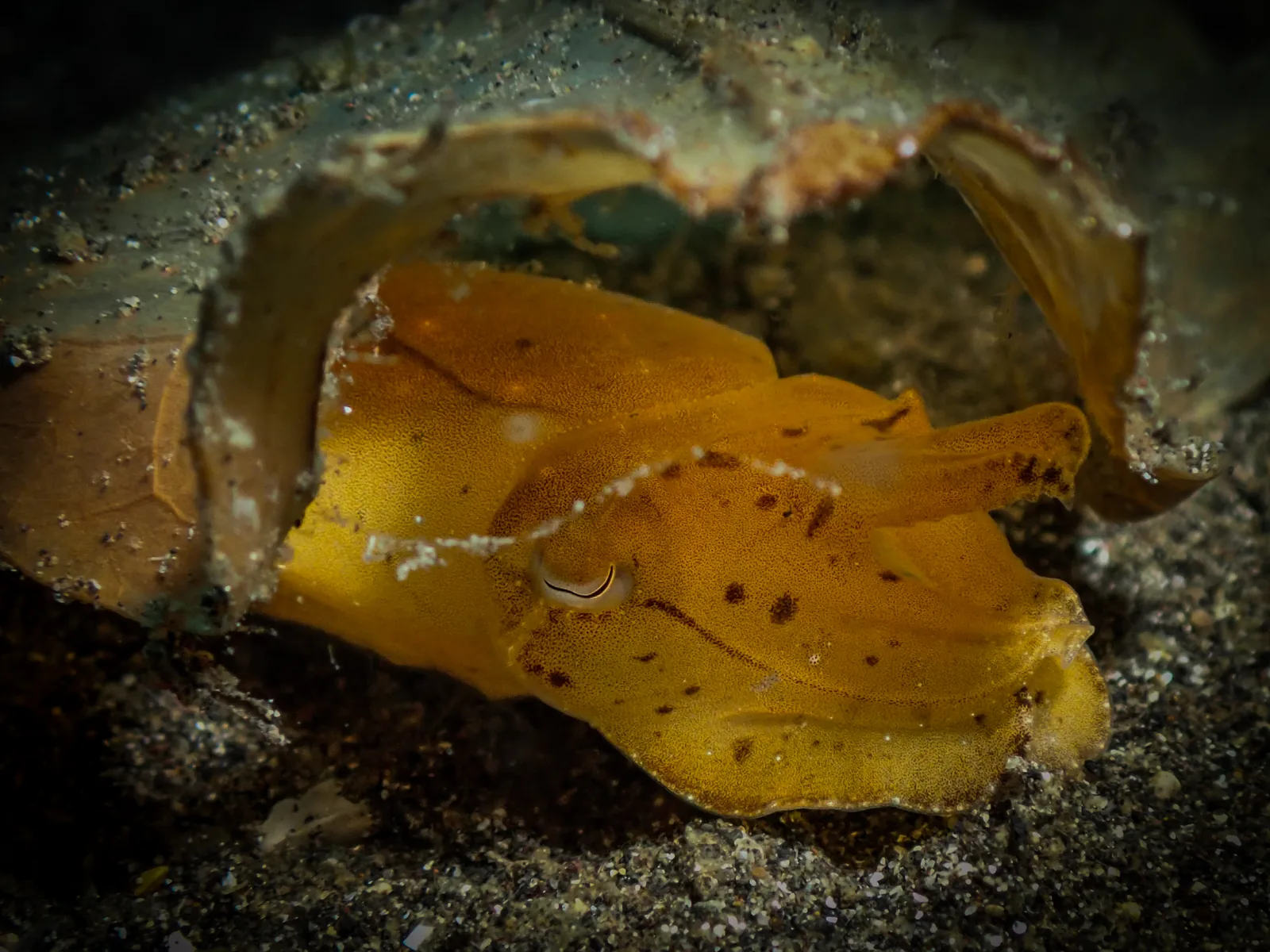 Papuan Cuttlefish (Ascarosepion papuense) photographed underwater in Lembeh Strait, North Sulawesi, Indonesia, August 2026.