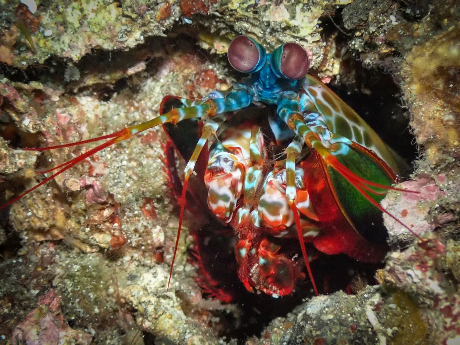 Peacock Mantis Shrimp (Odontodactylus scyllarus) photographed underwater in Lembeh Strait, North Sulawesi, Indonesia, August 2026.