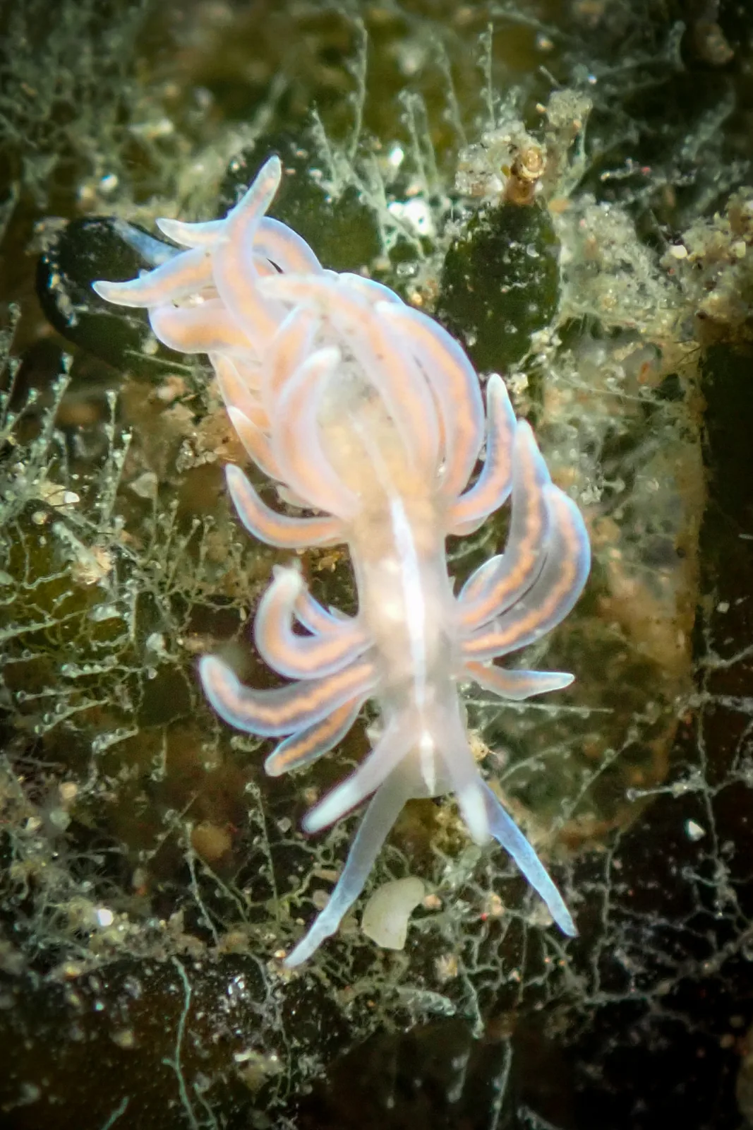 Phyllodesmium karenae photographed underwater in Lembeh Strait, North Sulawesi, Indonesia, August 2026.