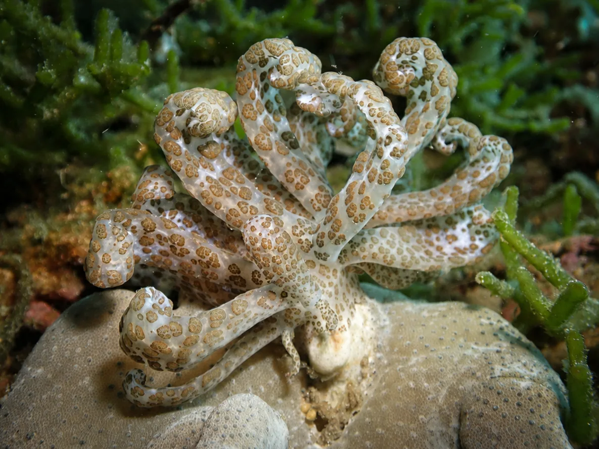 Phyllodesmium longicirrum photographed underwater in Lembeh Strait, North Sulawesi, Indonesia, August 2026.