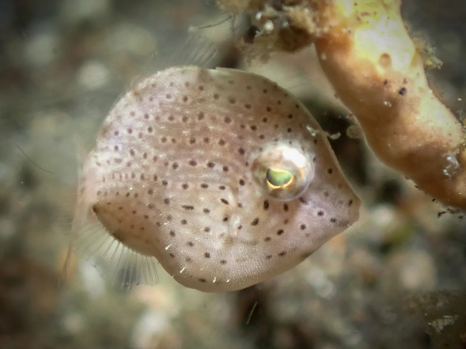 Puffer Filefish (Brachaluteres taylori) photographed underwater in Lembeh Strait, North Sulawesi, Indonesia, August 2026.