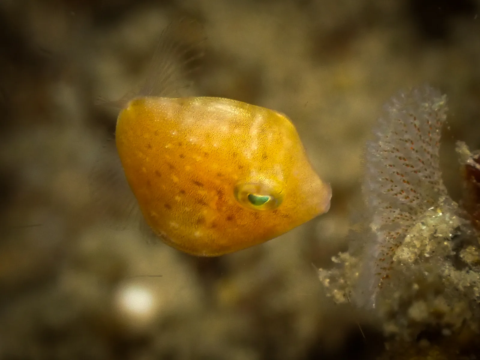 Puffer Filefish (Brachaluteres taylori) photographed underwater in Lembeh Strait, North Sulawesi, Indonesia, August 2026.
