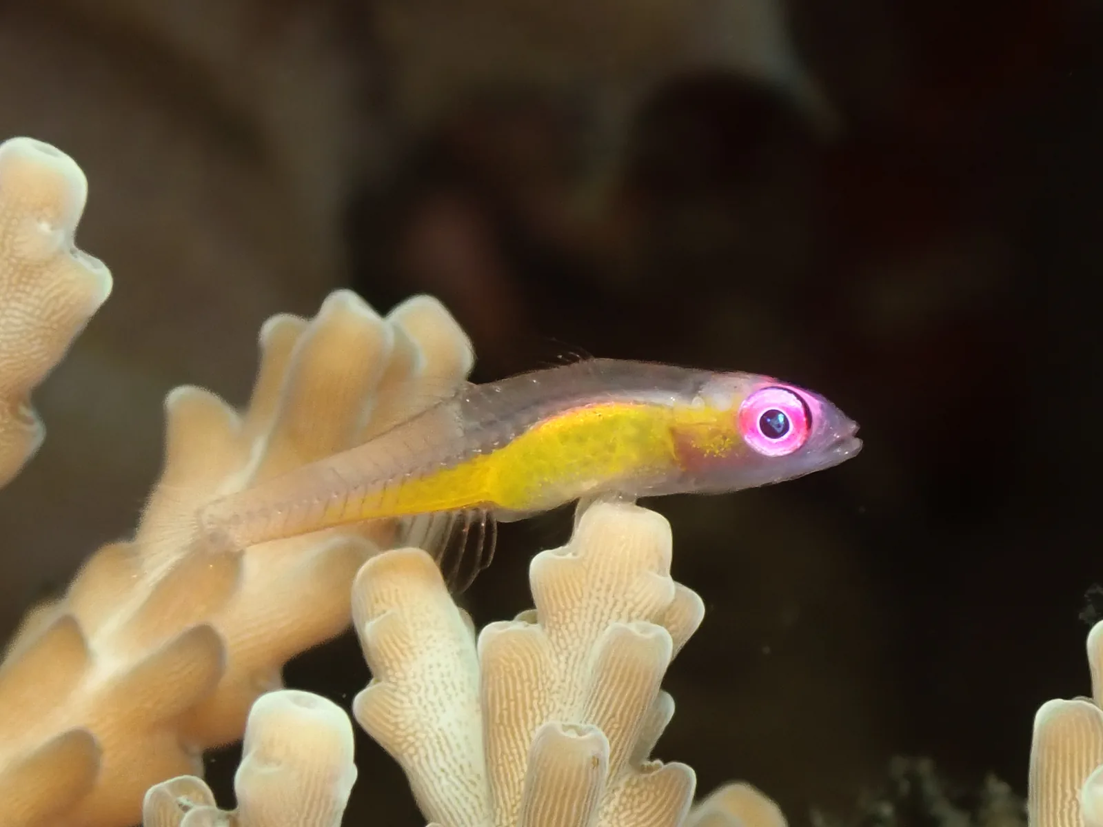 Purple-eye Goby (Bryaninops natans) photographed underwater in Lembeh Strait, North Sulawesi, Indonesia, August 2026.