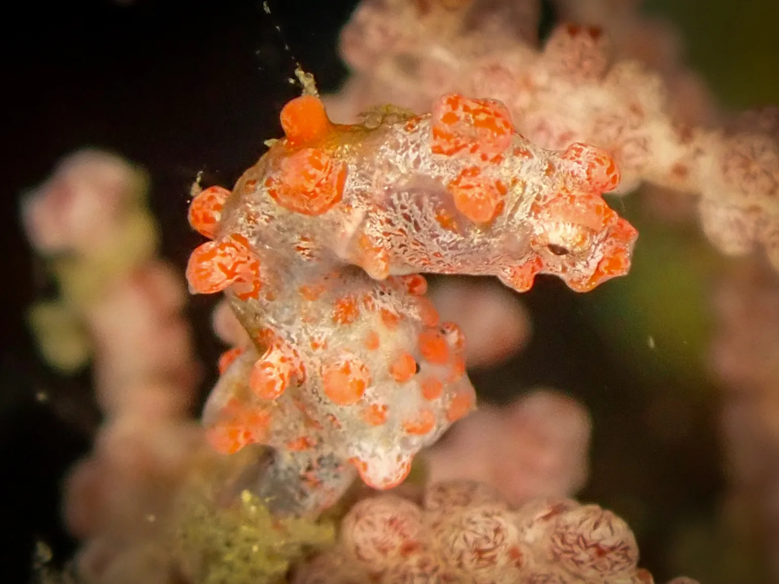 Pygmy Seahorse (Hippocampus bargibanti) photographed underwater in Lembeh Strait, North Sulawesi, Indonesia, August 2026.