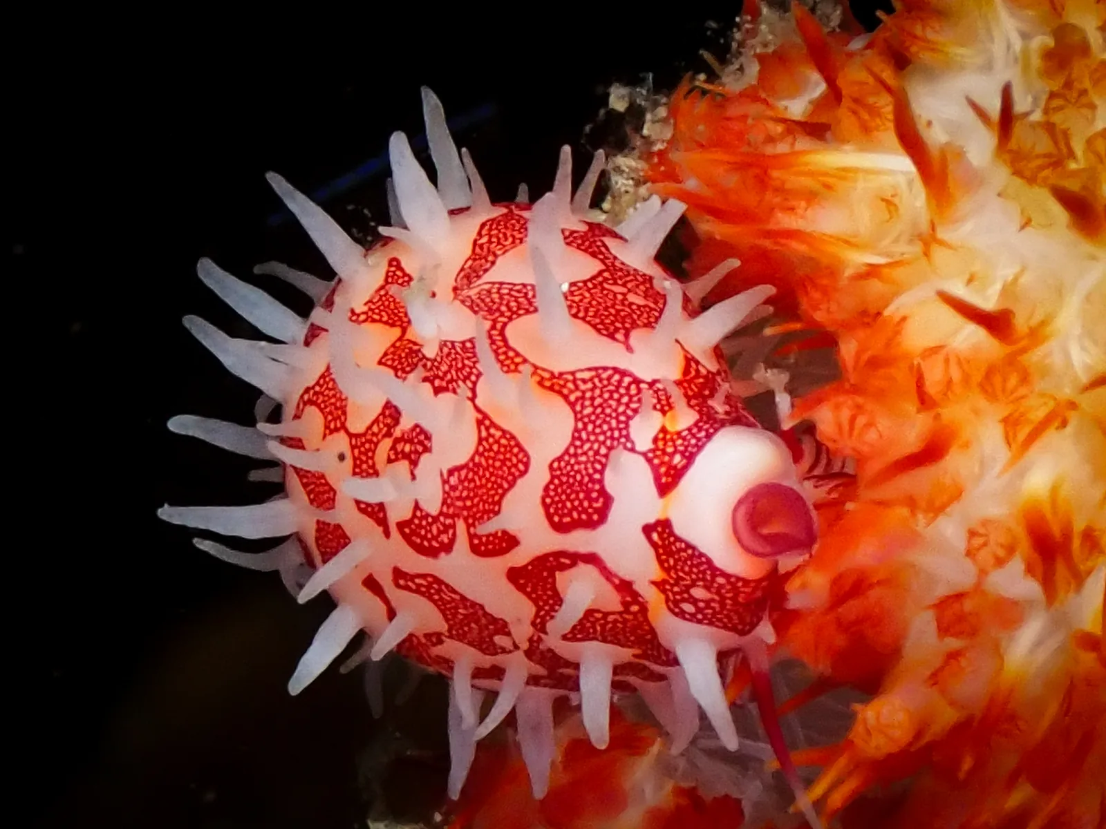 Ridged Egg Cowry (Diminovula culmen) photographed underwater in Lembeh Strait, North Sulawesi, Indonesia, August 2026.