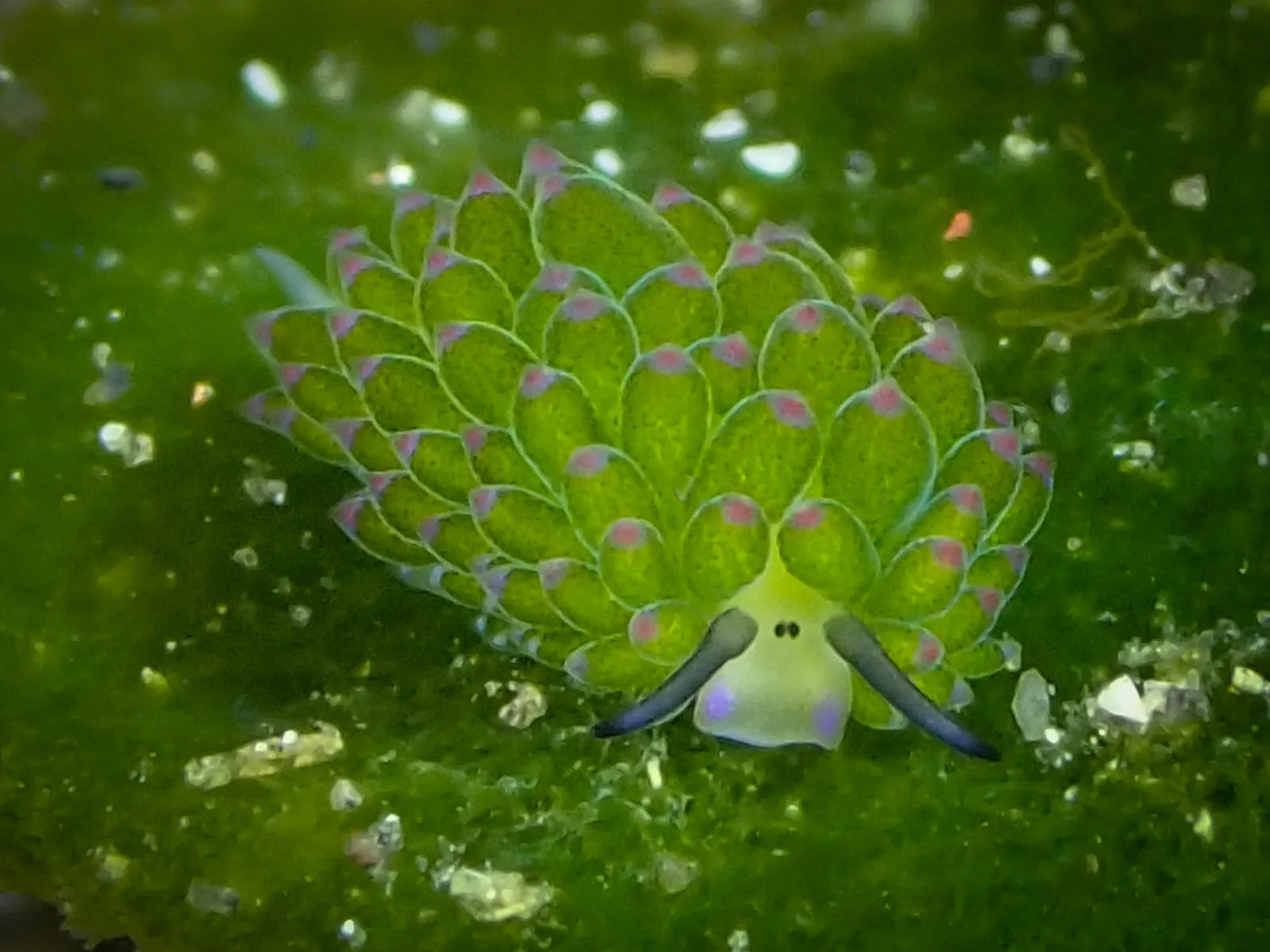 Shaun the Sheep (Costasiella) photographed underwater in Lembeh Strait, North Sulawesi, Indonesia, August 2026.
