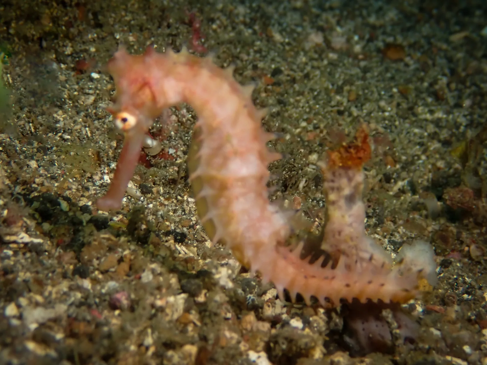 Spiny Seahorse (Hippocampus histrix) photographed underwater in Lembeh Strait, North Sulawesi, Indonesia, August 2026.