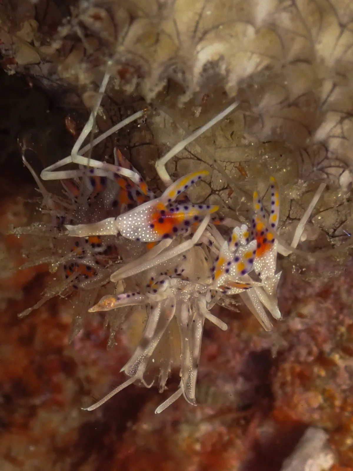 Spiny Tiger Shrimp (Phyllognathia ceratophthalma) photographed underwater in Lembeh Strait, North Sulawesi, Indonesia, August 2026.