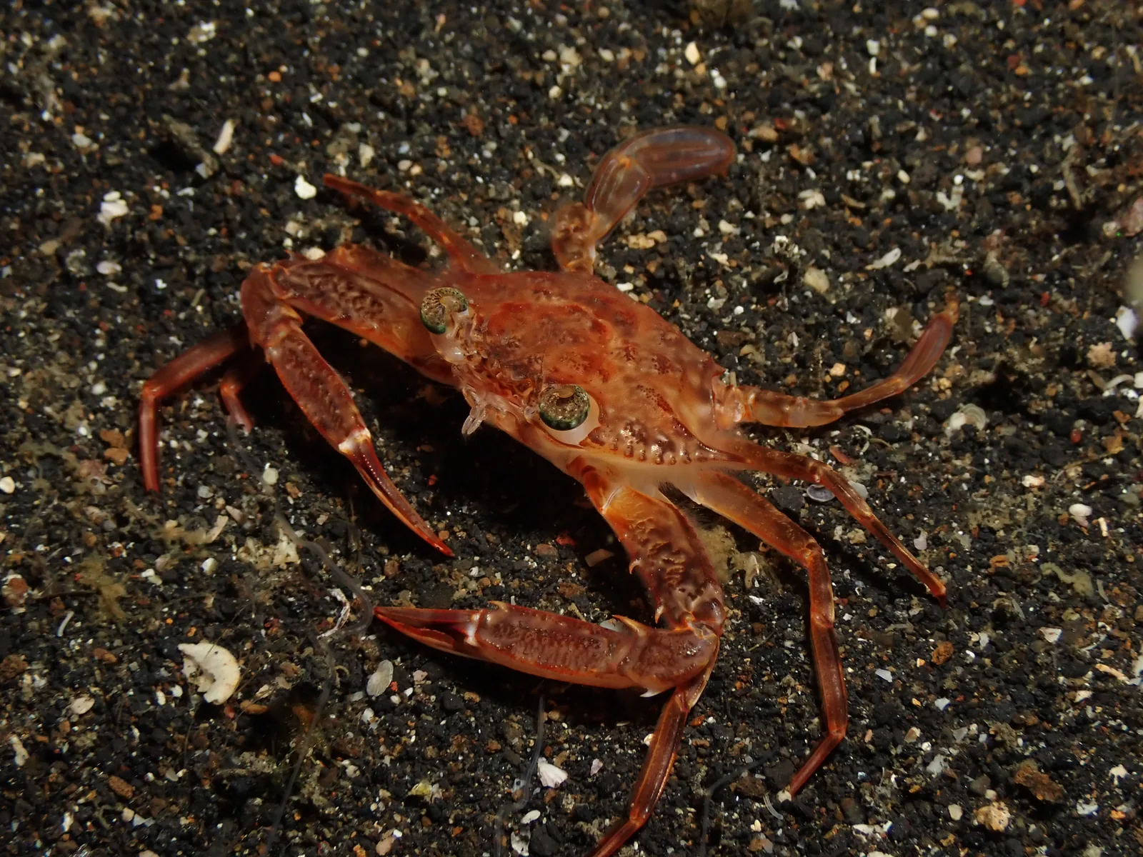 Swimming Crabs (Portunidae) photographed underwater in Lembeh Strait, North Sulawesi, Indonesia, August 2026.