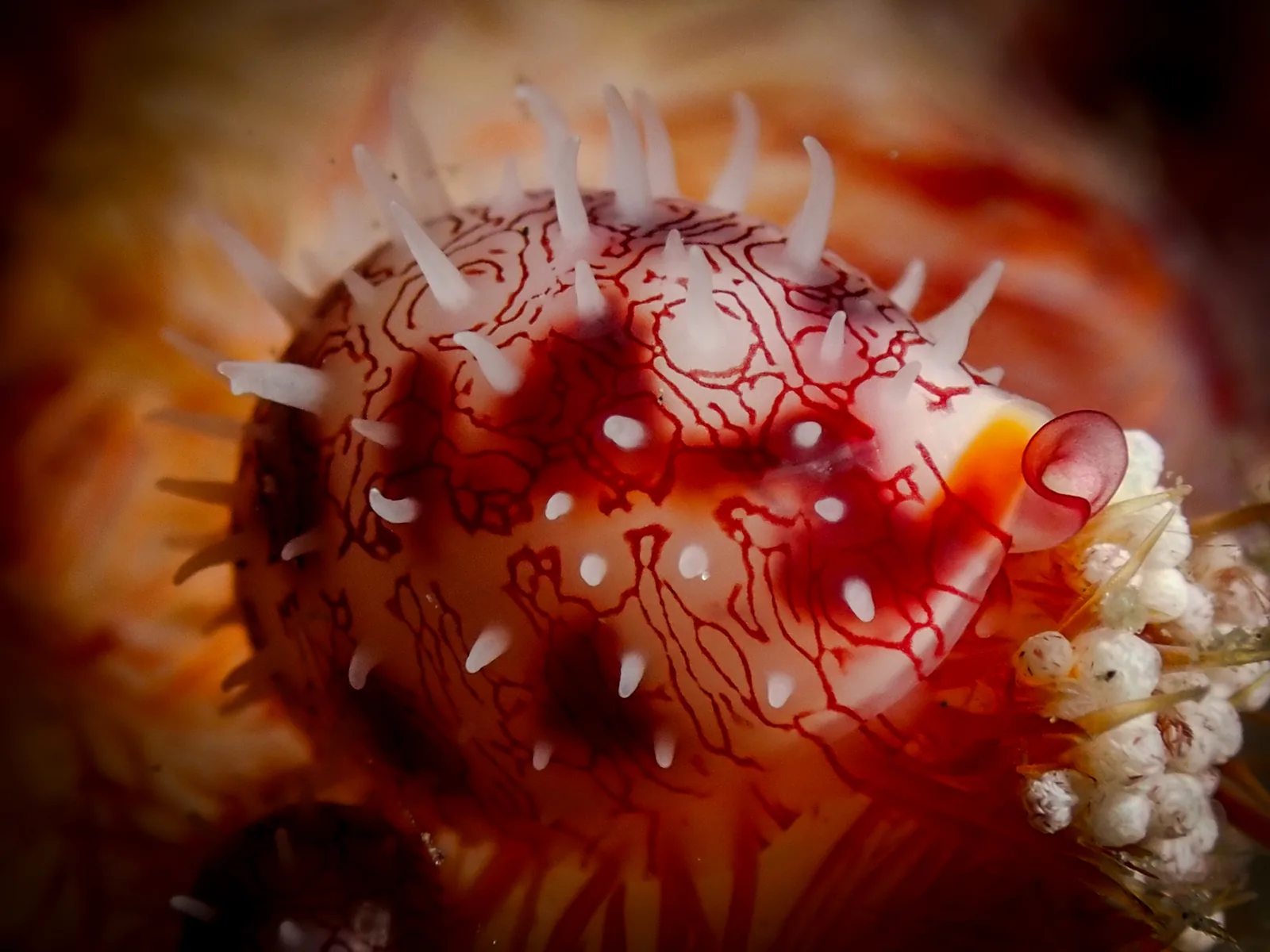 Testudovolva photographed underwater in Lembeh Strait, North Sulawesi, Indonesia, August 2026.