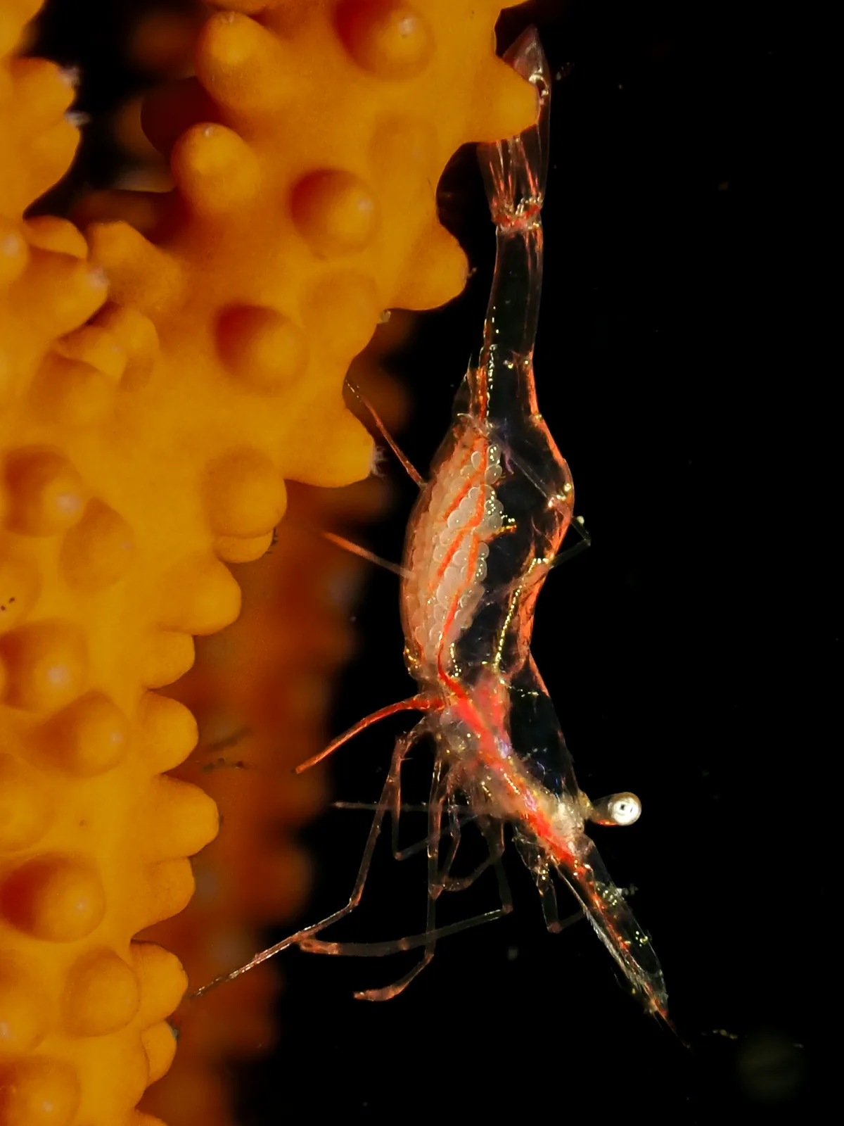 Translucent Gorgonian Shrimp (Manipontonia psamathe) photographed underwater in Lembeh Strait, North Sulawesi, Indonesia, August 2026.