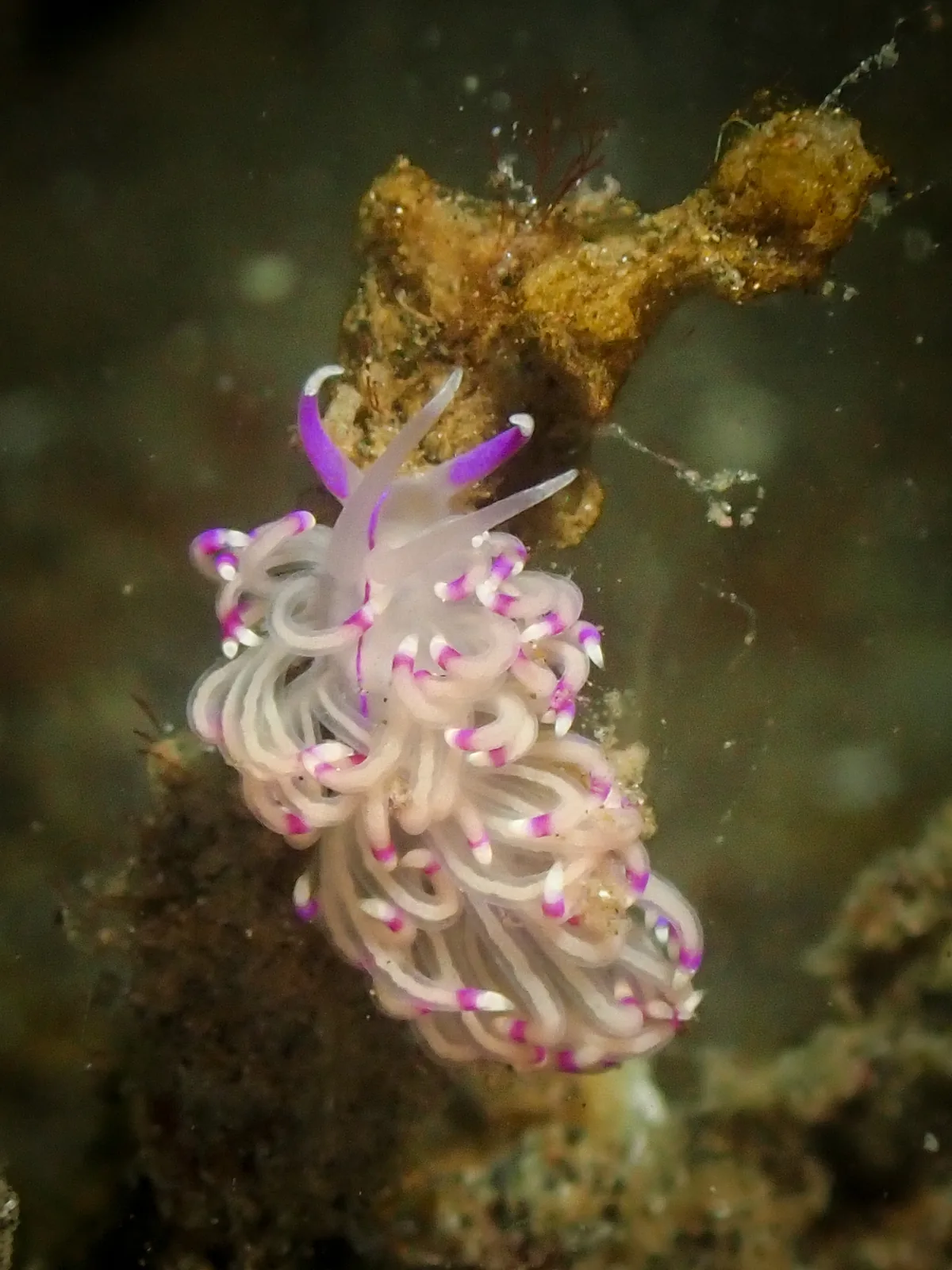 Unidentia sandramillenae photographed underwater in Lembeh Strait, North Sulawesi, Indonesia, August 2026.