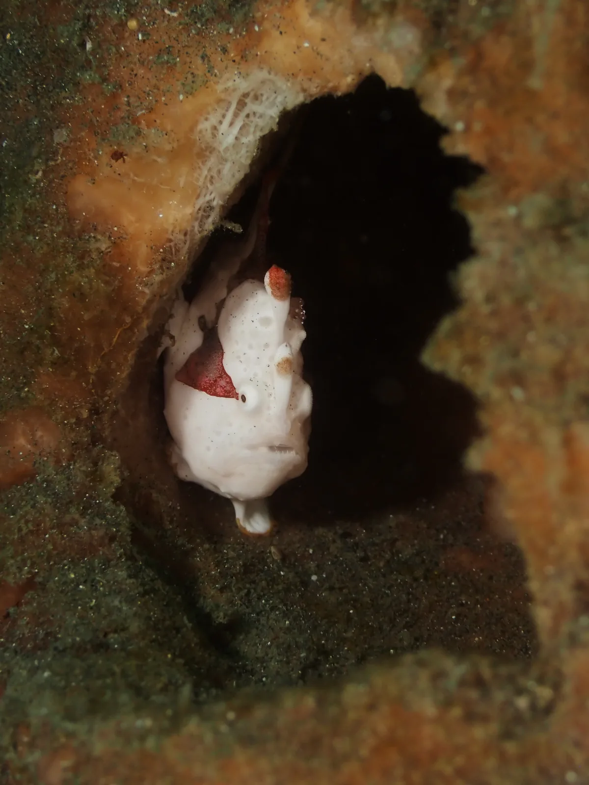 Warty Anglerfish (Antennarius maculatus) photographed underwater in Lembeh Strait, North Sulawesi, Indonesia, August 2026.